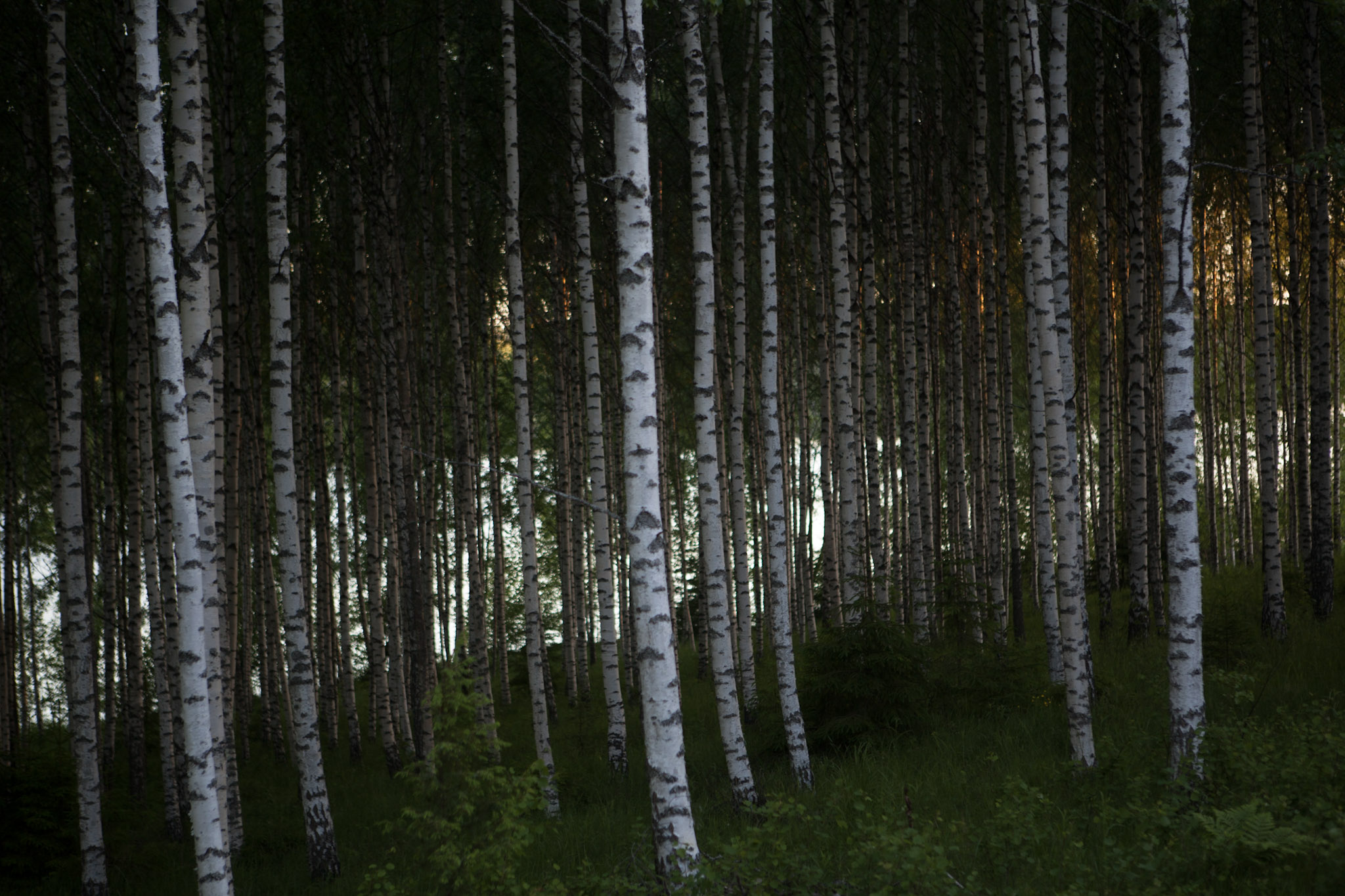 Ljusa björkstammar i en mörk skog.