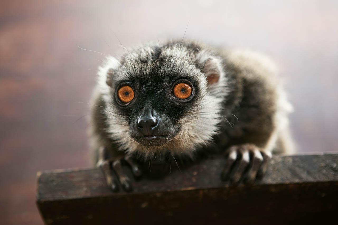 En lemur med orange ögon lutar sig över en träkant.