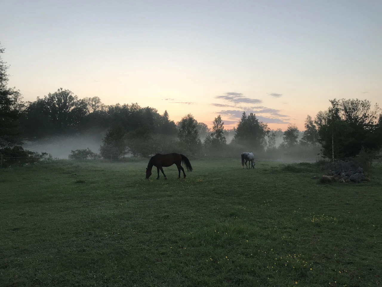 Horses graze in a dark field with low mist and a pale strip on the horizon.