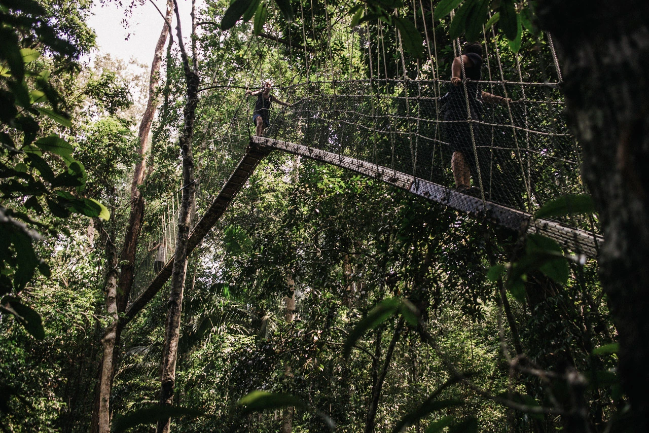 A narrow rope bridge runs through dense green forest.