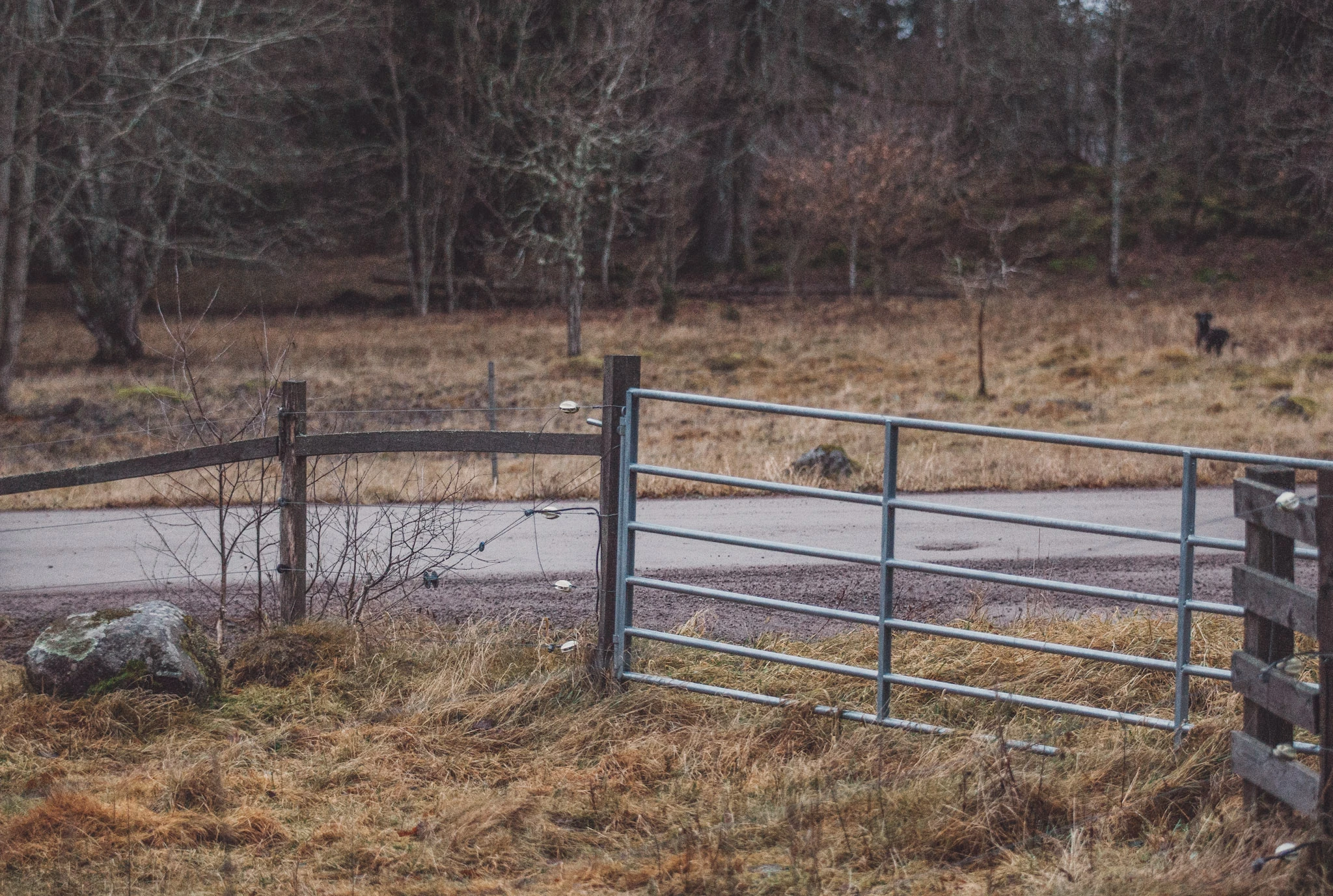 A metal gate between winter-brown grass and a quiet road.