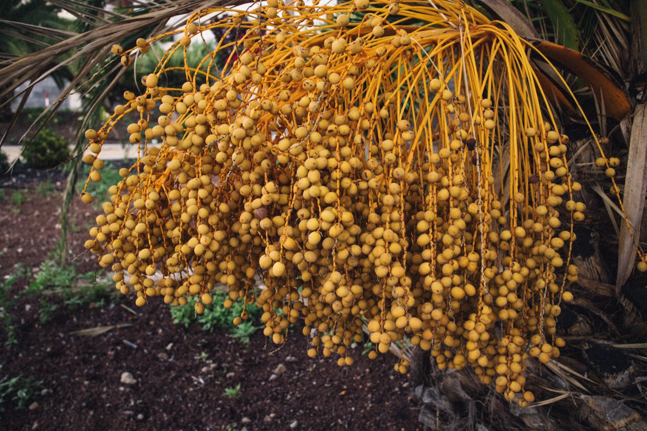 Dense clusters of yellow palm fruit hang beneath dark green leaves.