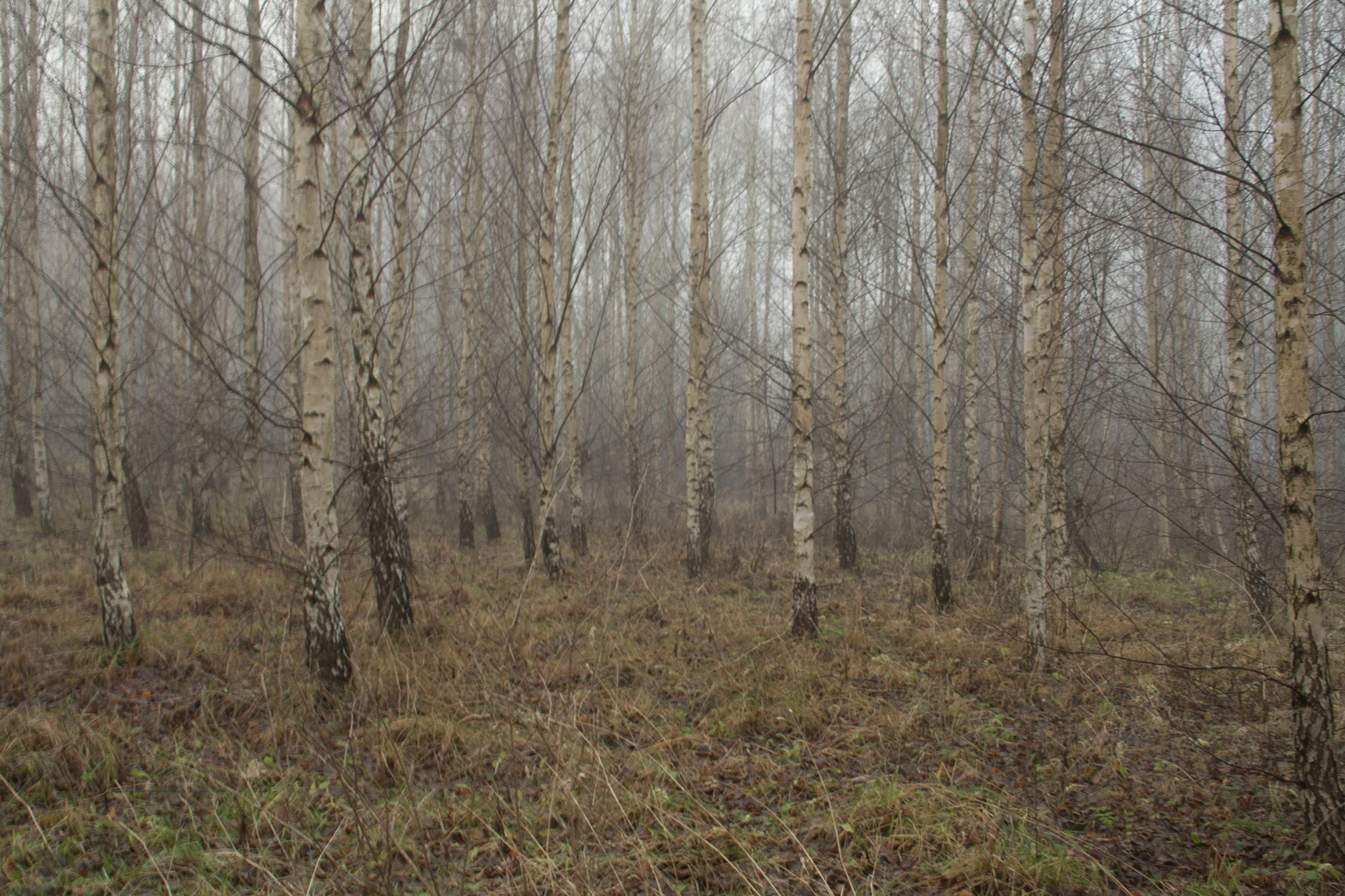 Kala björkar och brunt gräs försvinner in i en disig skog.
