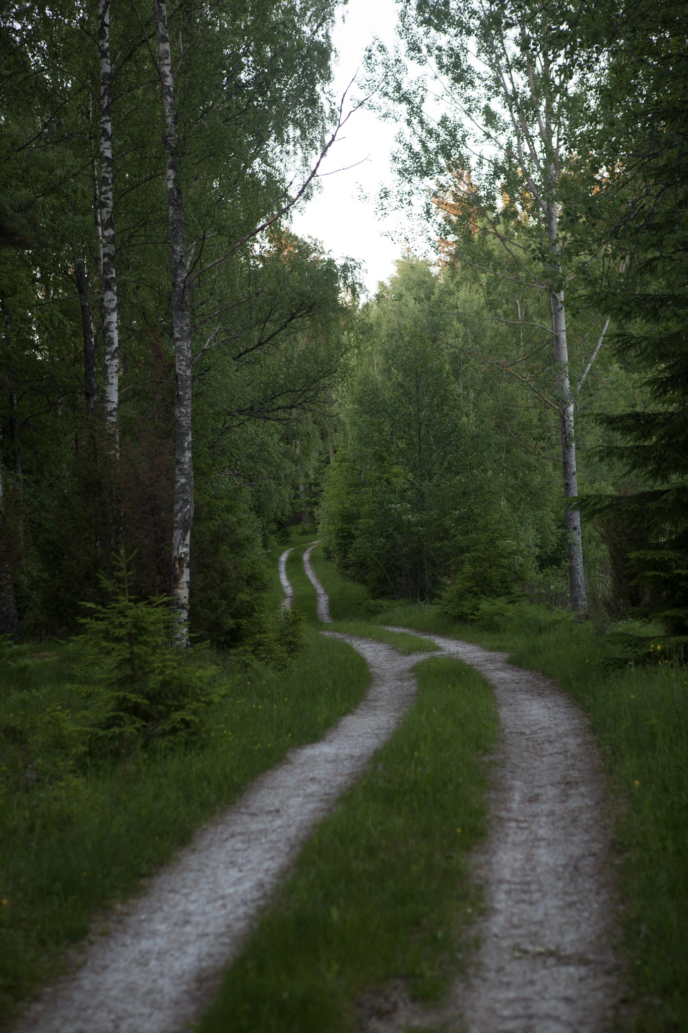 Ljusa grusspår svänger in mellan höga gröna träd.