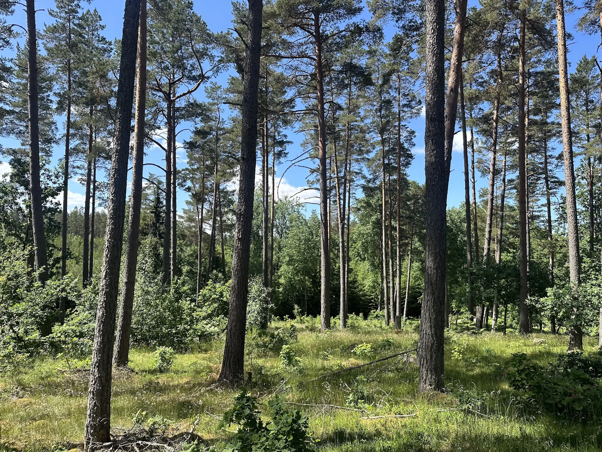 Höga tallstammar över ljus grön vegetation i en solbelyst skog.