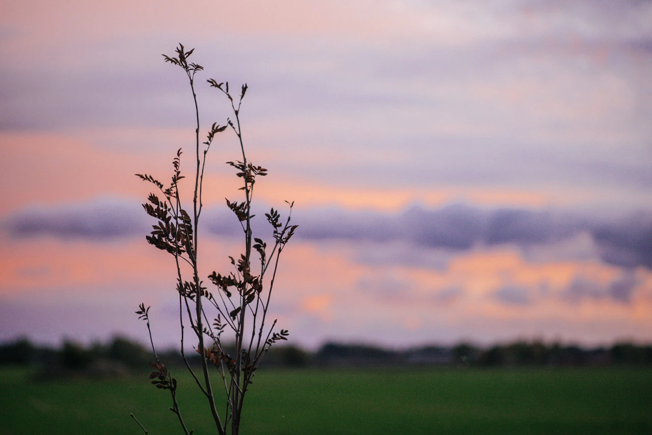 Thin plant stems before a dark field and a pink and purple evening sky.