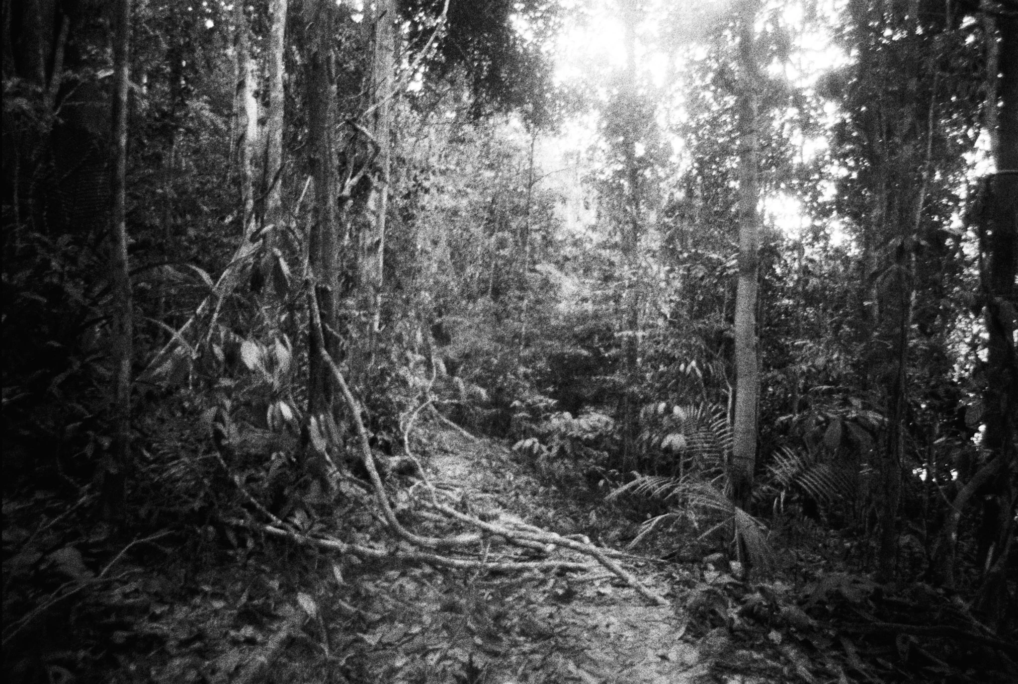 Light falls between dense trees and climbing plants in a black-and-white woodland scene.