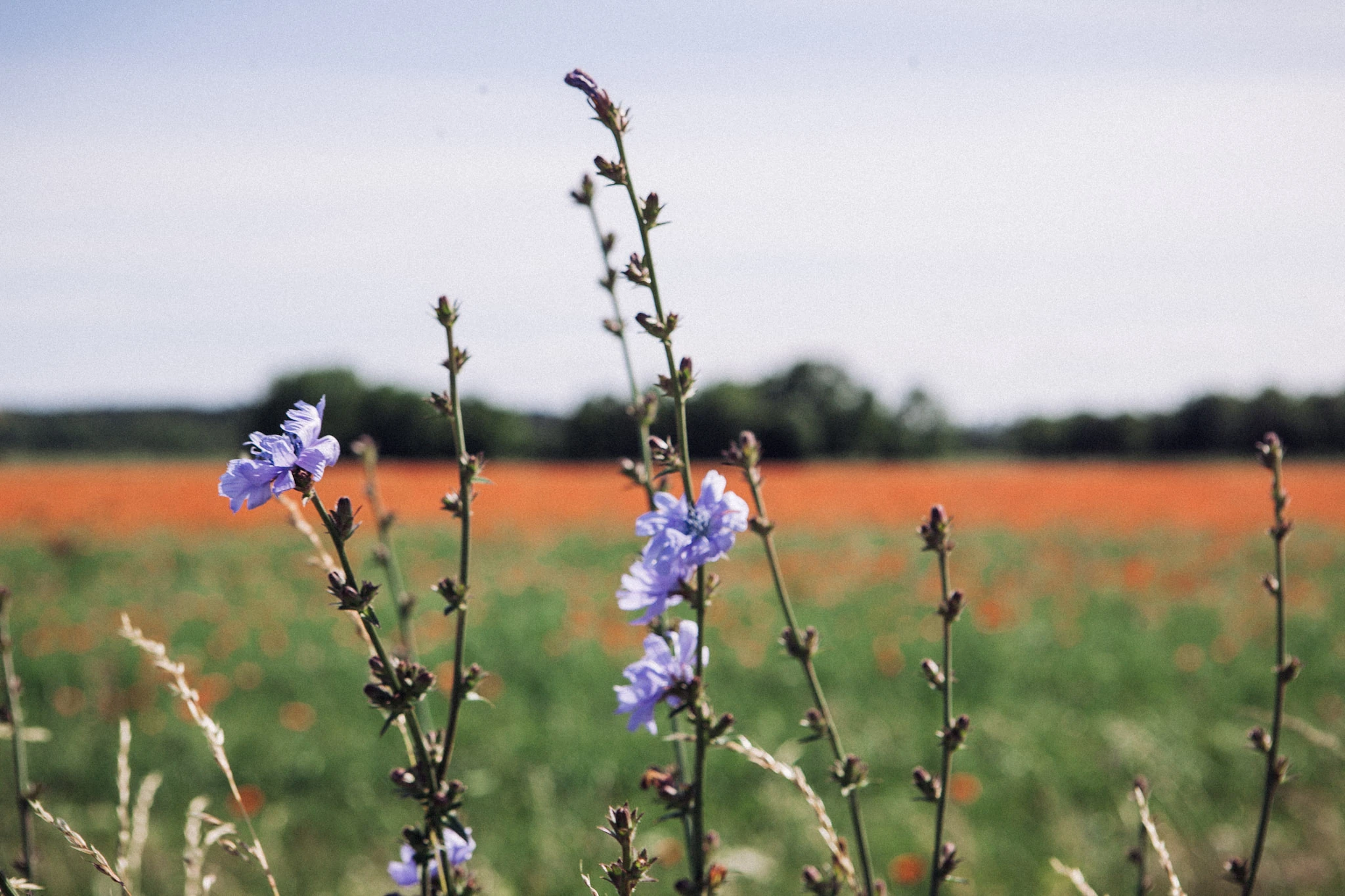 Blue flowers in front of an open field of red blooms.
