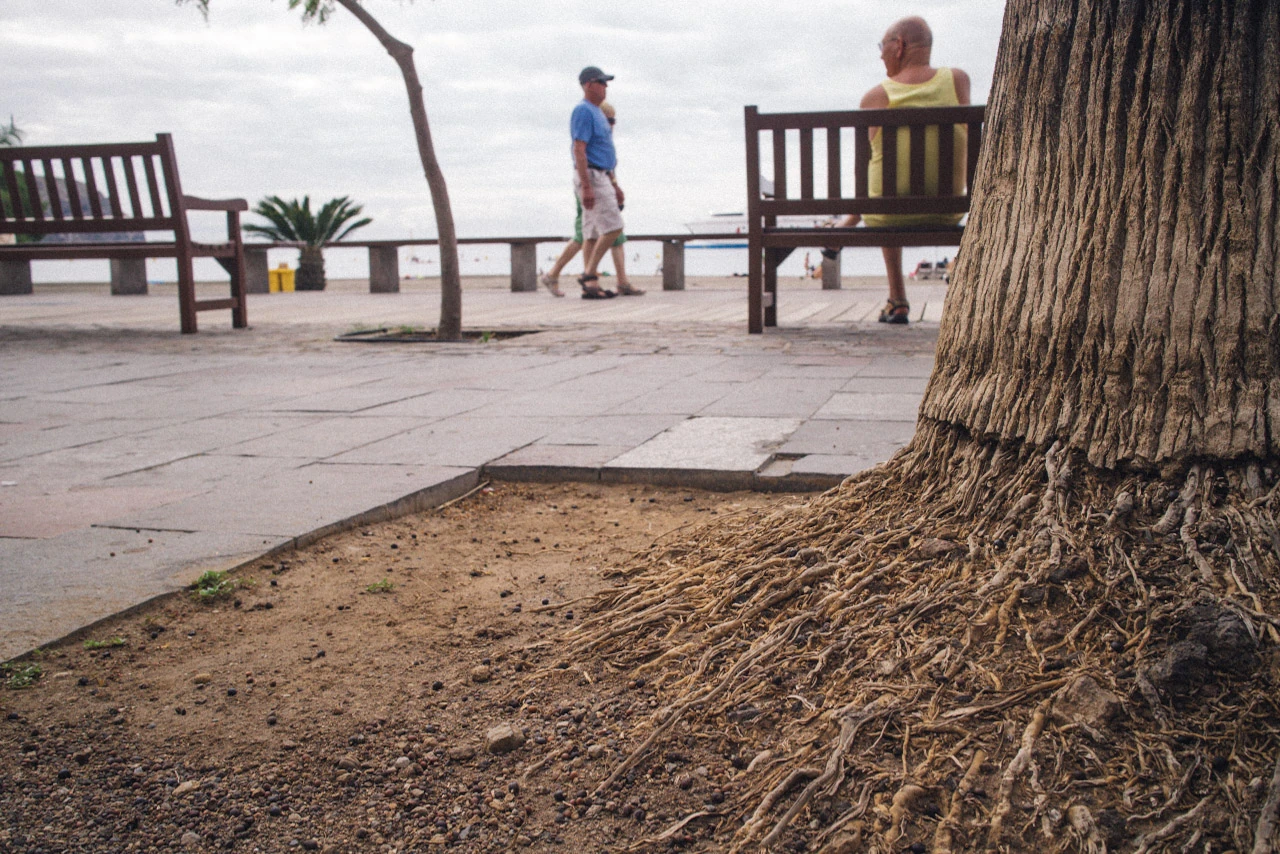 A palm trunk and dry earth in the foreground of a seaside promenade.