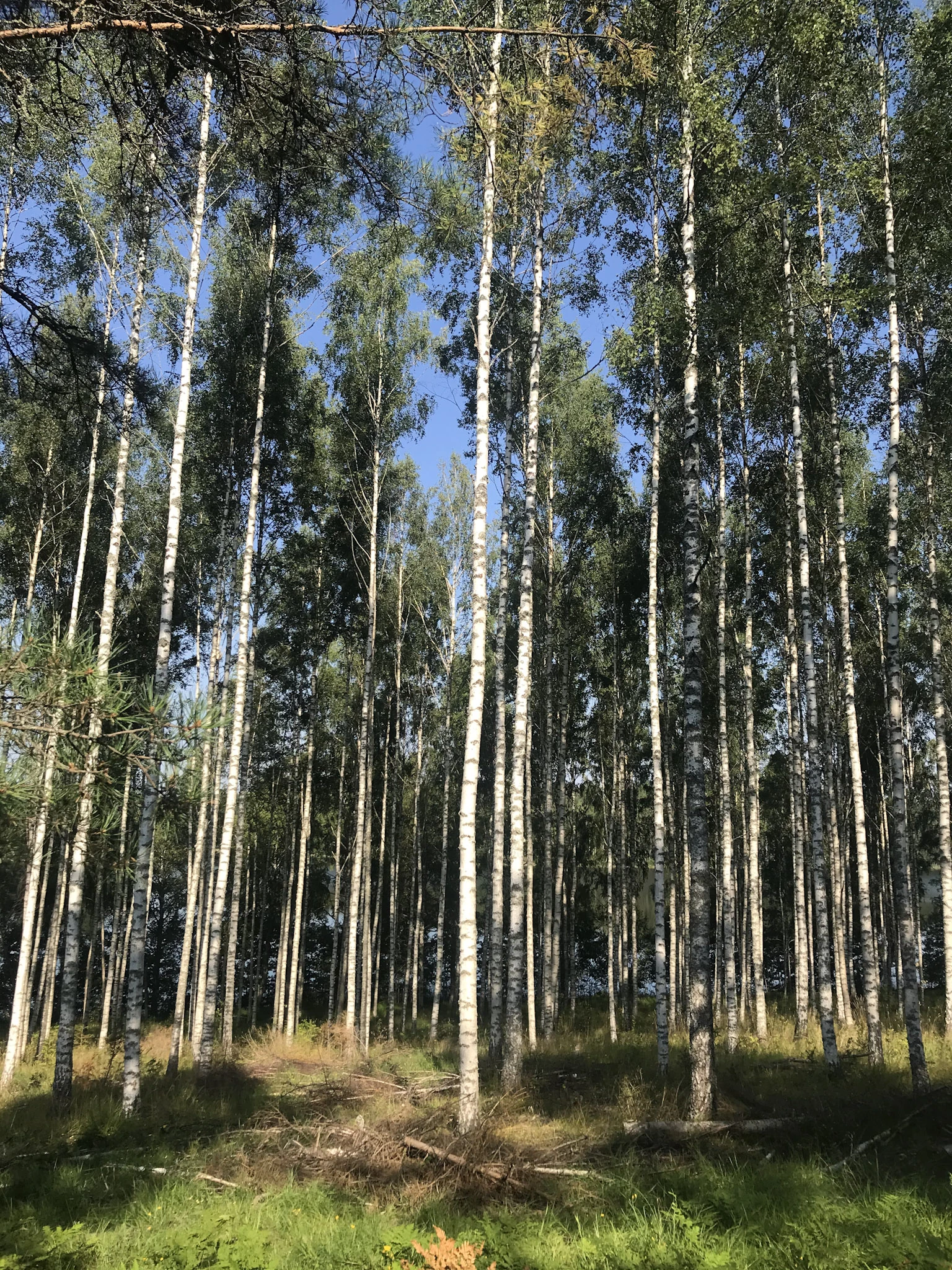 En ljus björkdunge sträcker sig upp mot en blå himmel över solbelyst gräs.