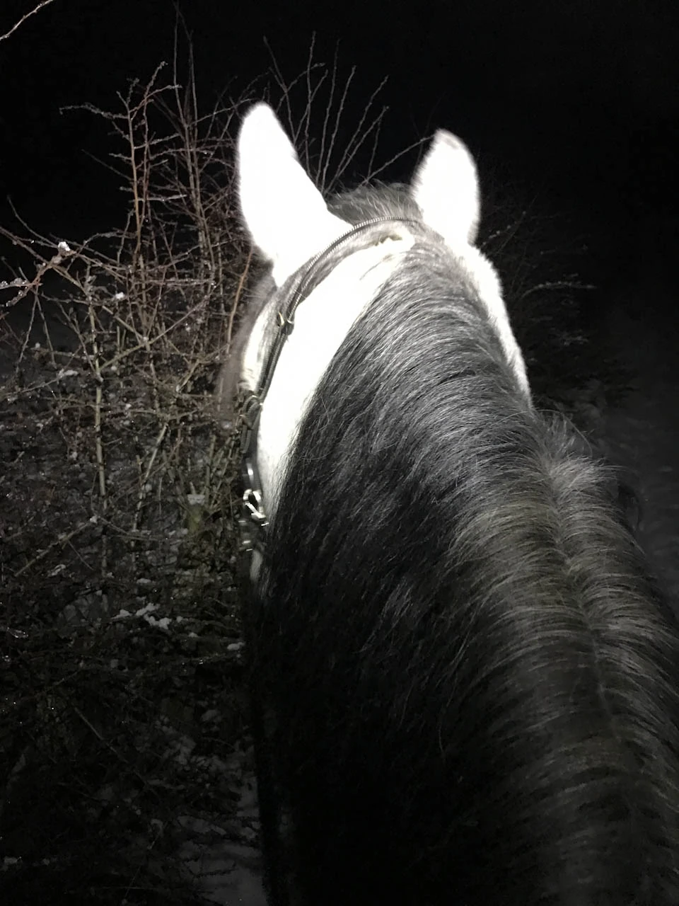 A horse's pale ears and mane before black trees at night.
