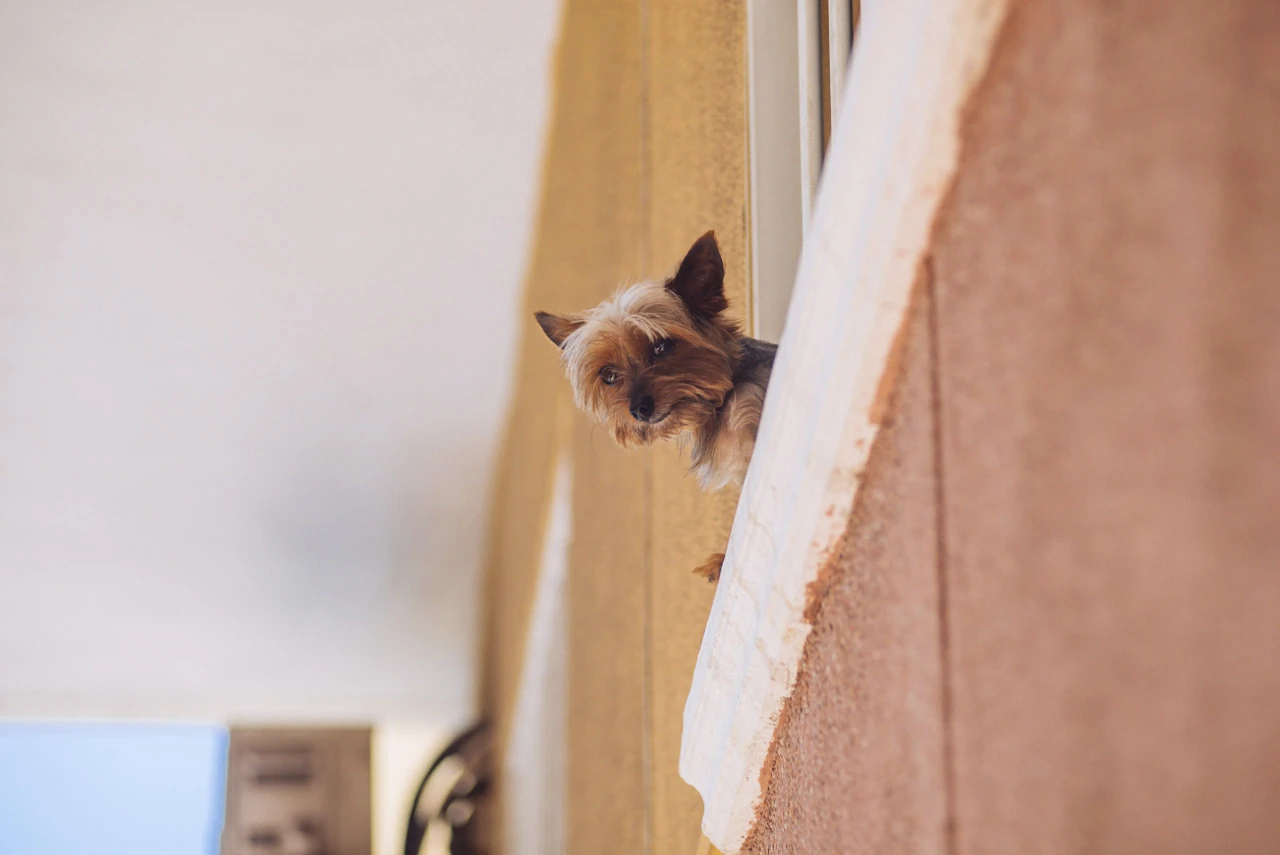 A cat peers down from an opening in a warm plastered façade.