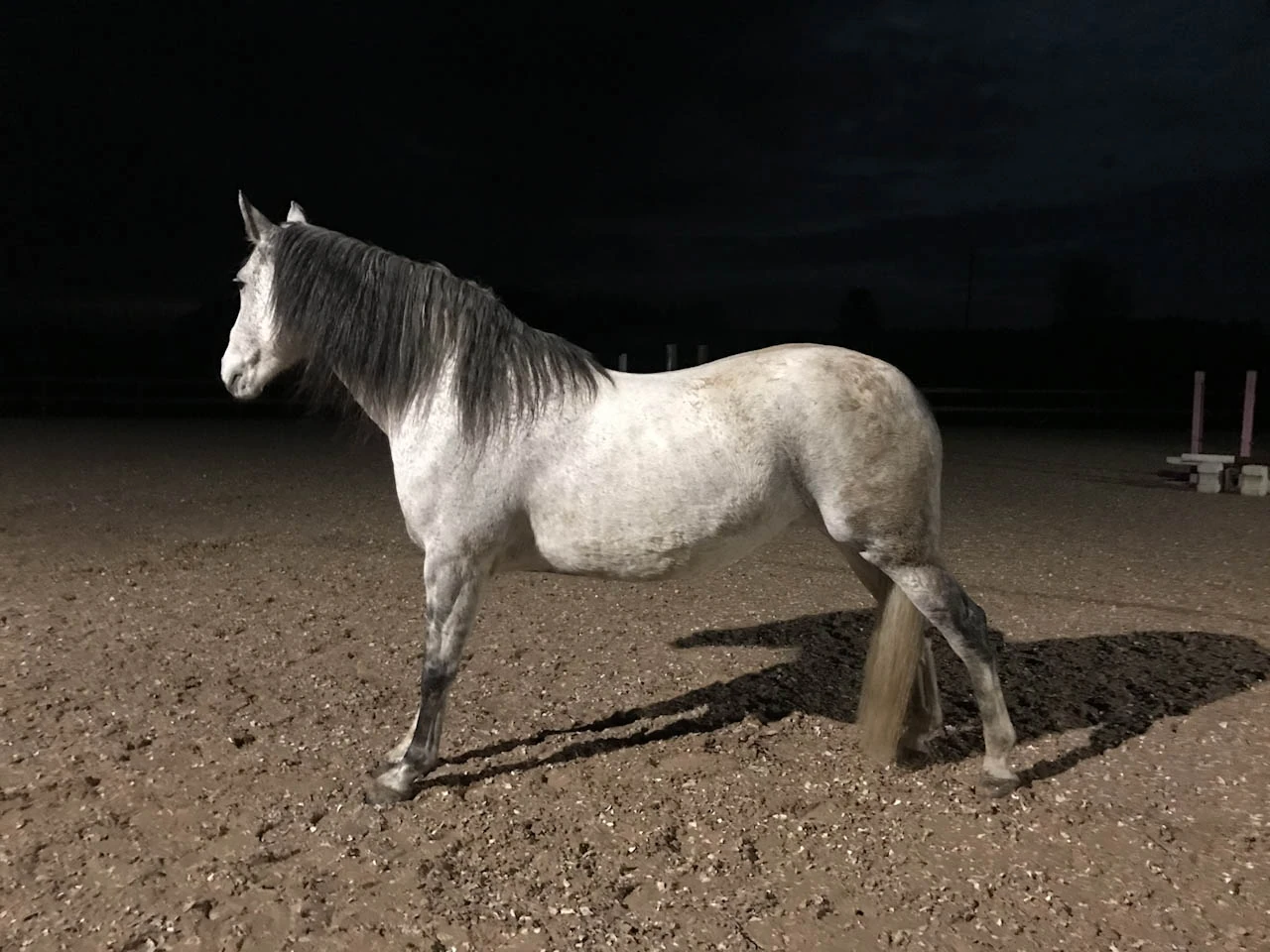 A pale horse stands in a lit sandy paddock against a completely dark background.