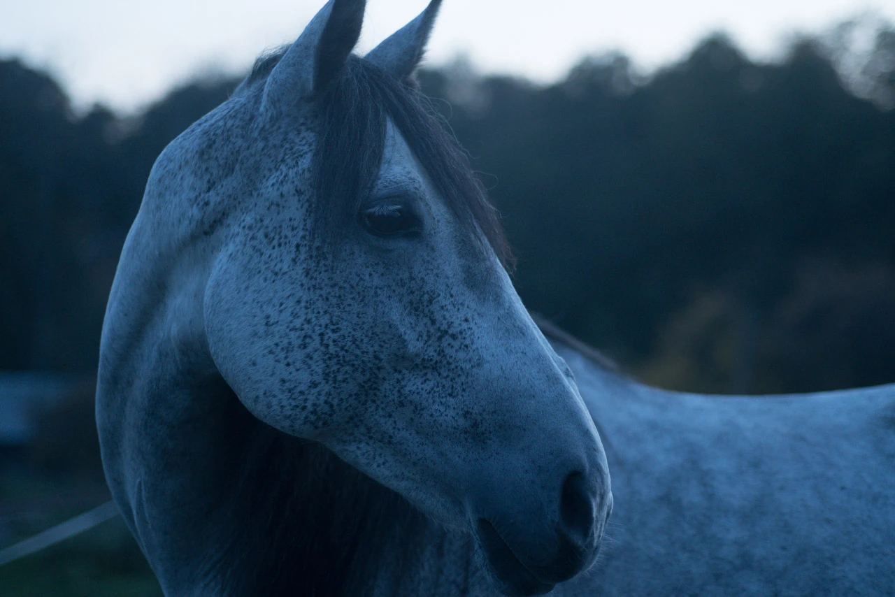 A grey horse's head in profile before dark woodland in blue twilight.