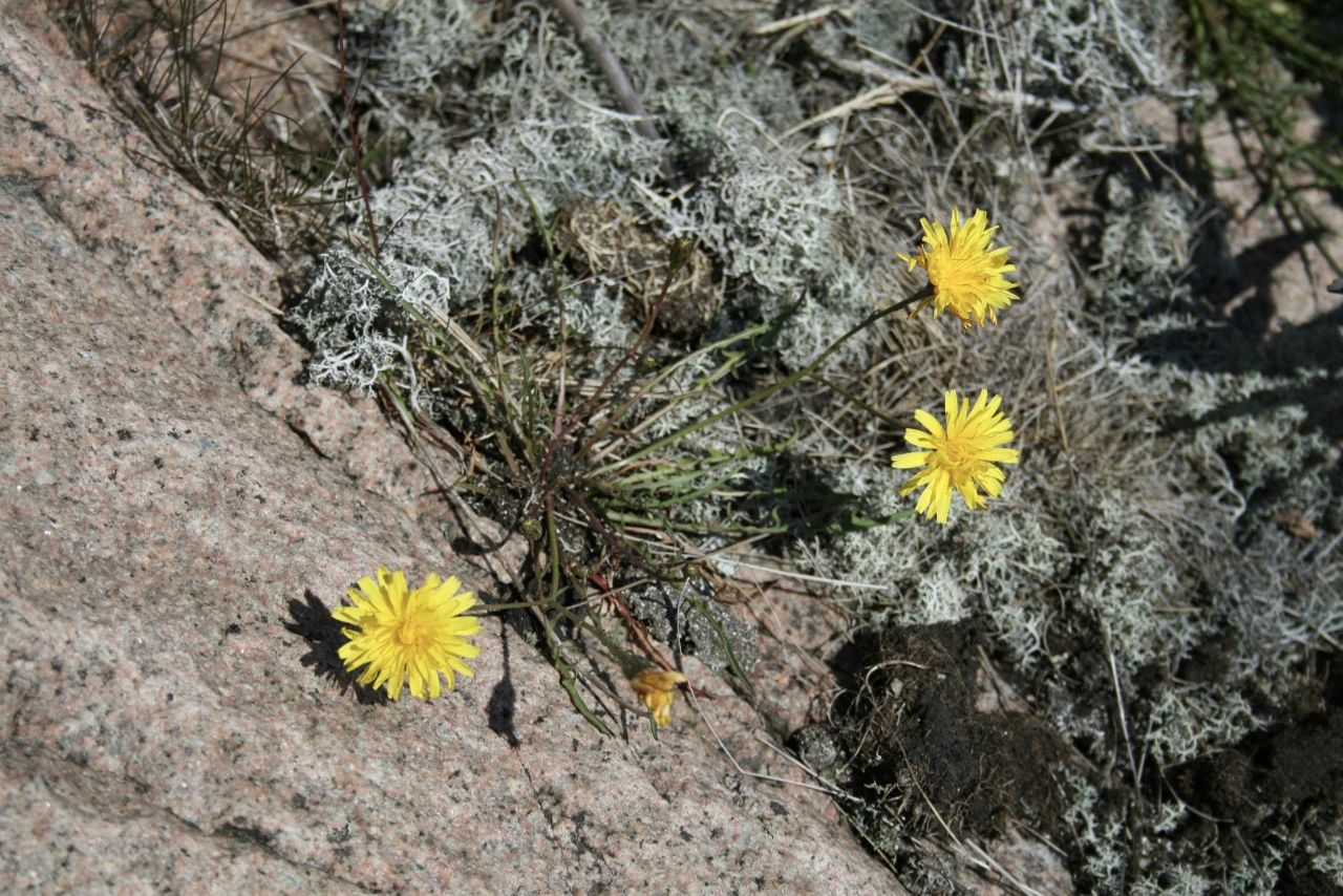 Små gula blommor växer mellan grå klippor.