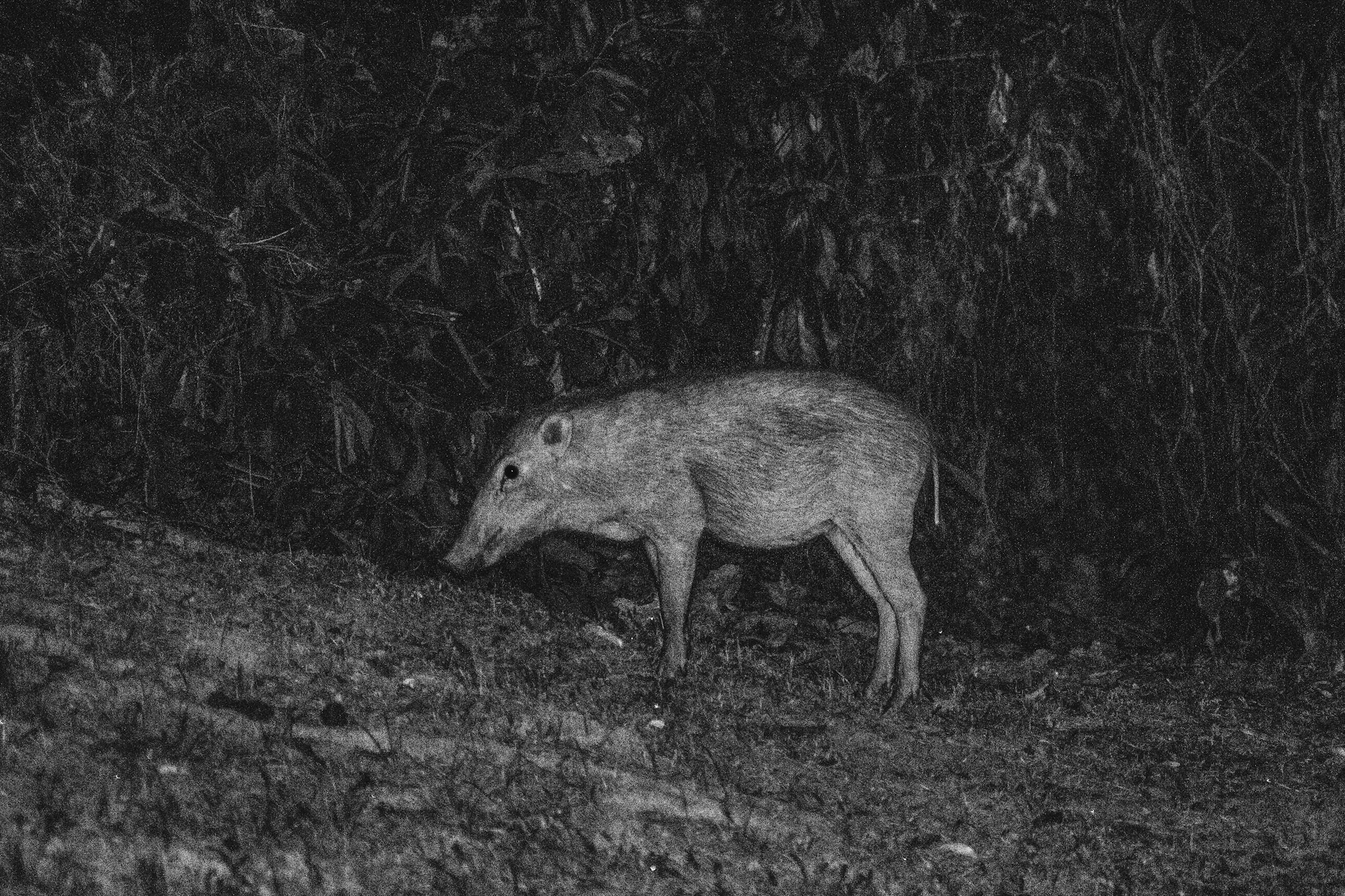 A small boar-like animal in profile before dark vegetation, photographed in black and white.