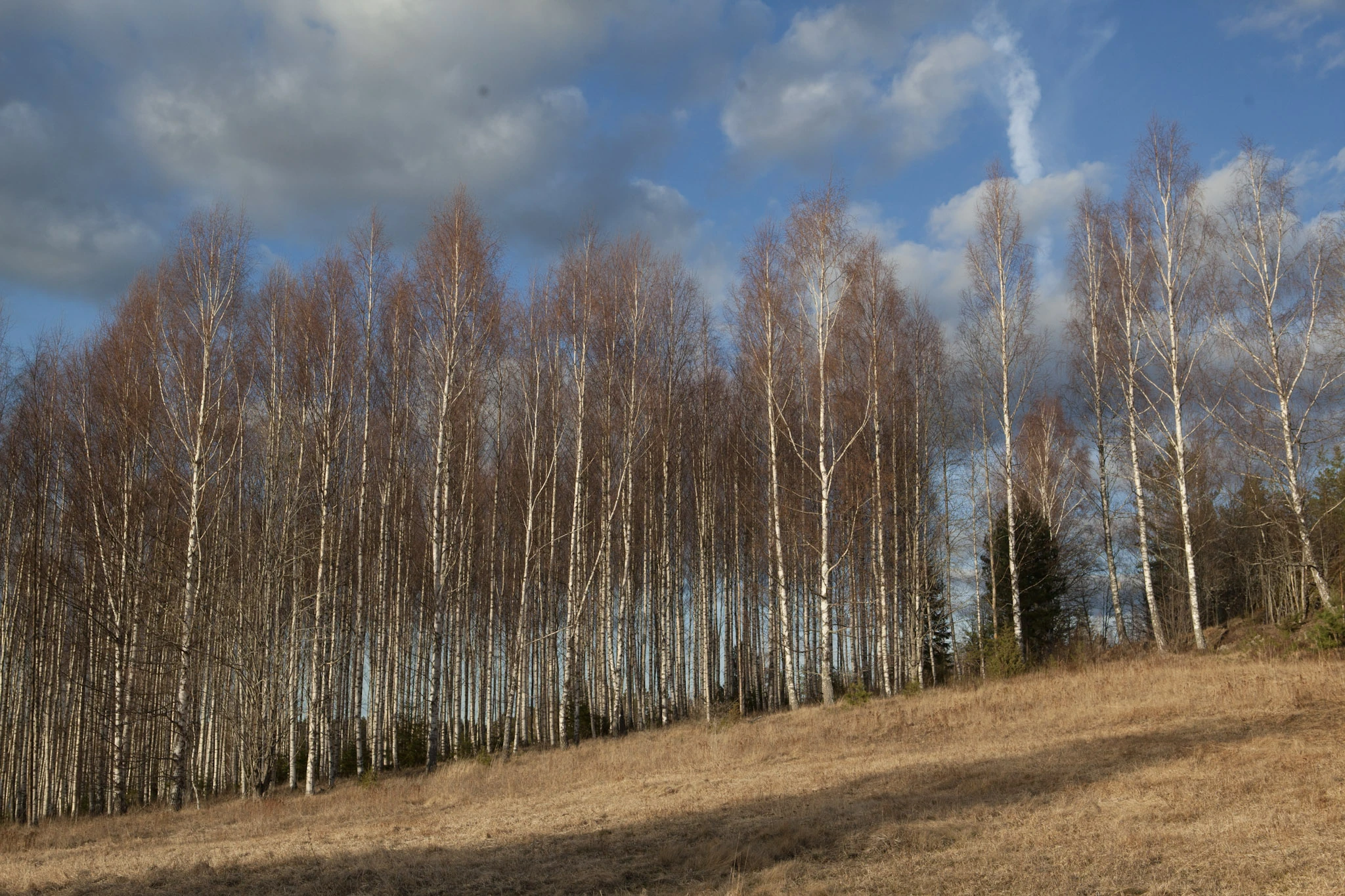 En rad björkar vid en sluttande gräsmark under en blå och molnig himmel.