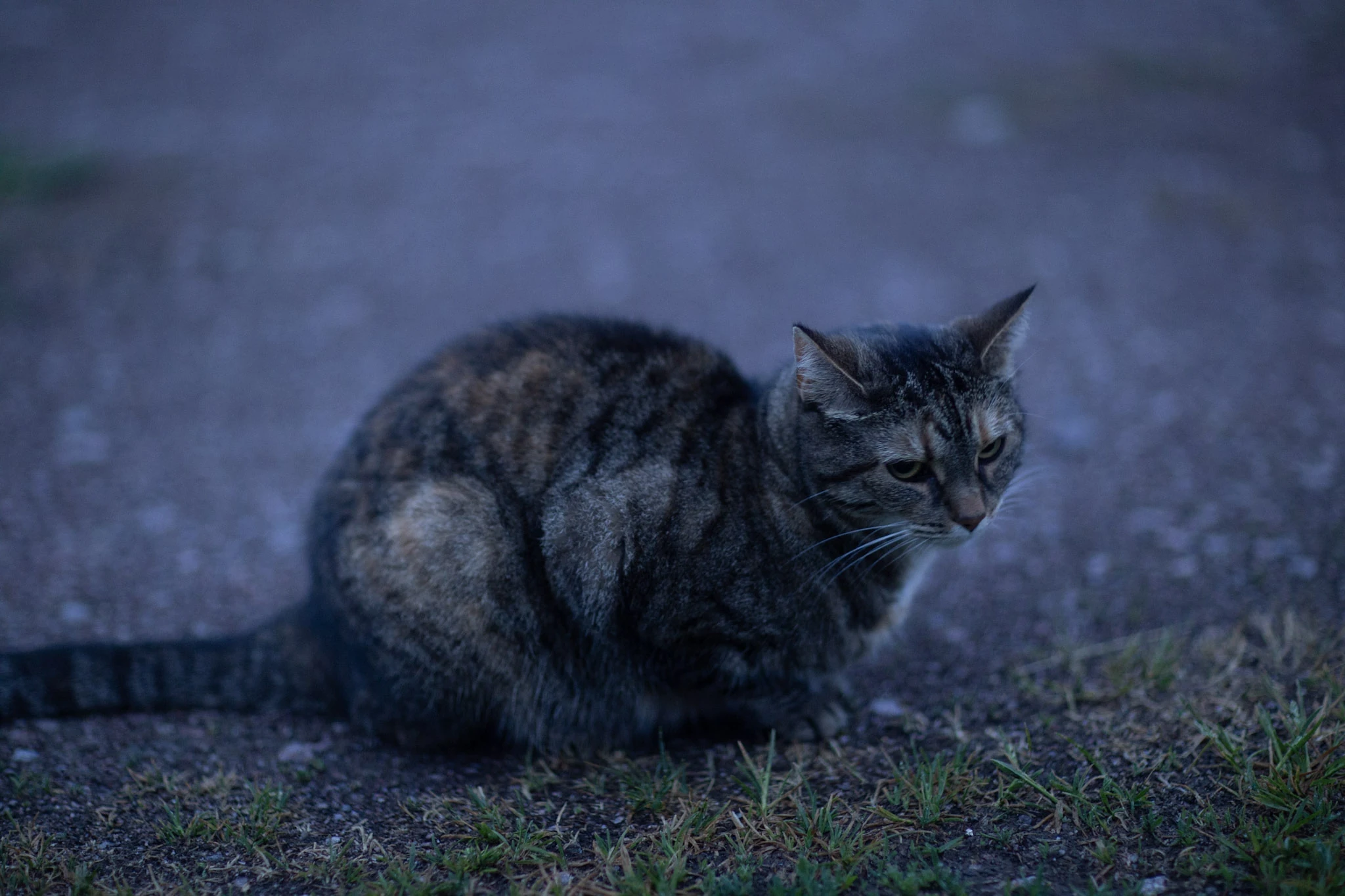 A grey tabby cat lies on the ground in deep blue twilight.