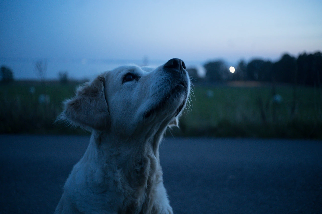 A pale dog raises its nose in blue evening light, with small distant lights behind.