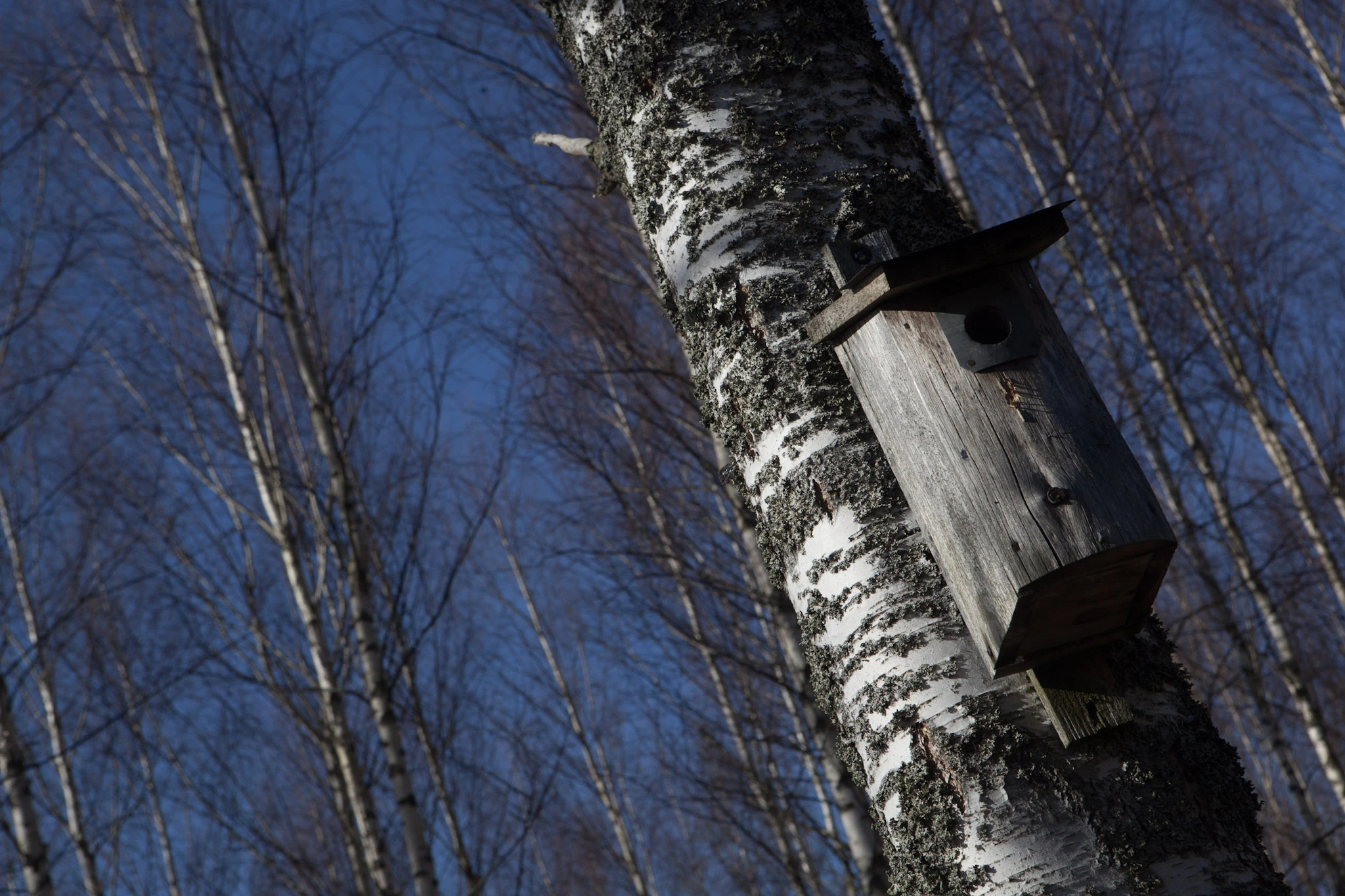 A weathered birdhouse is attached to a leaning birch trunk against blue sky.