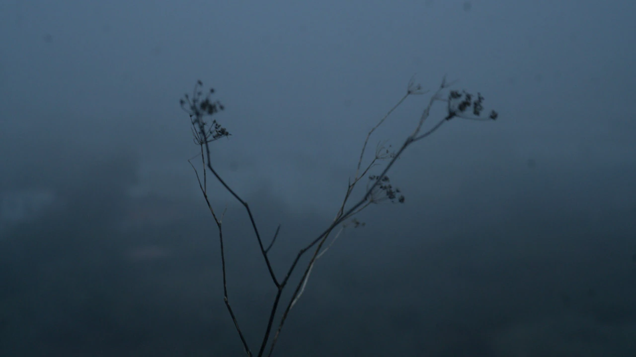 A slender branch against a blue-grey misty landscape.