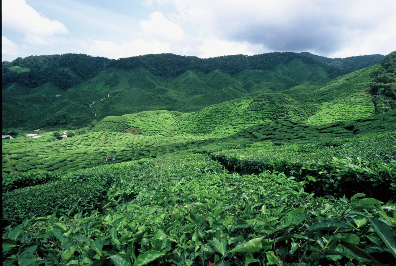 Green planting rows follow the rolling contours of the hills.