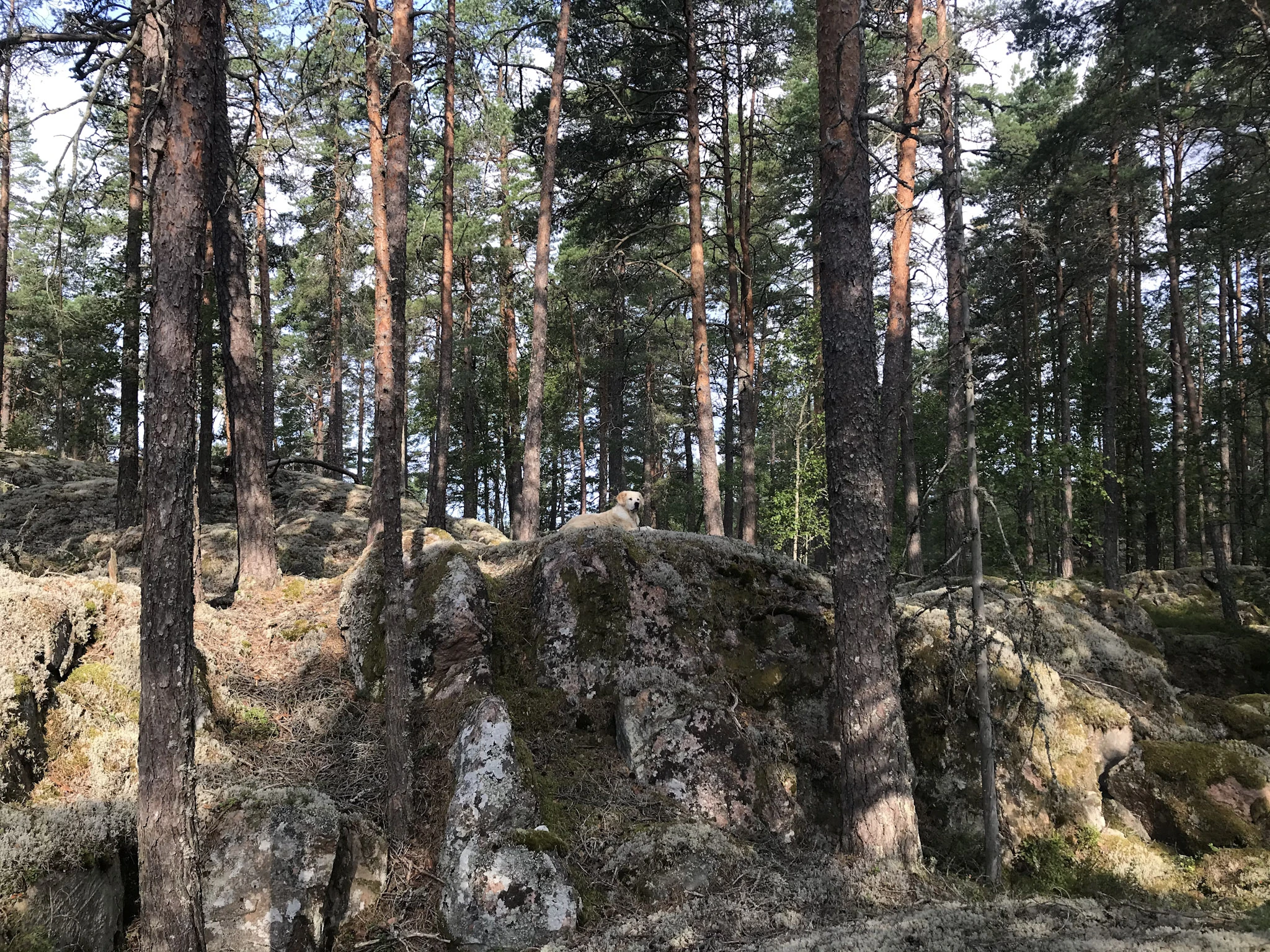 Mossiga klippblock bland höga tallar i fläckvis solljus.