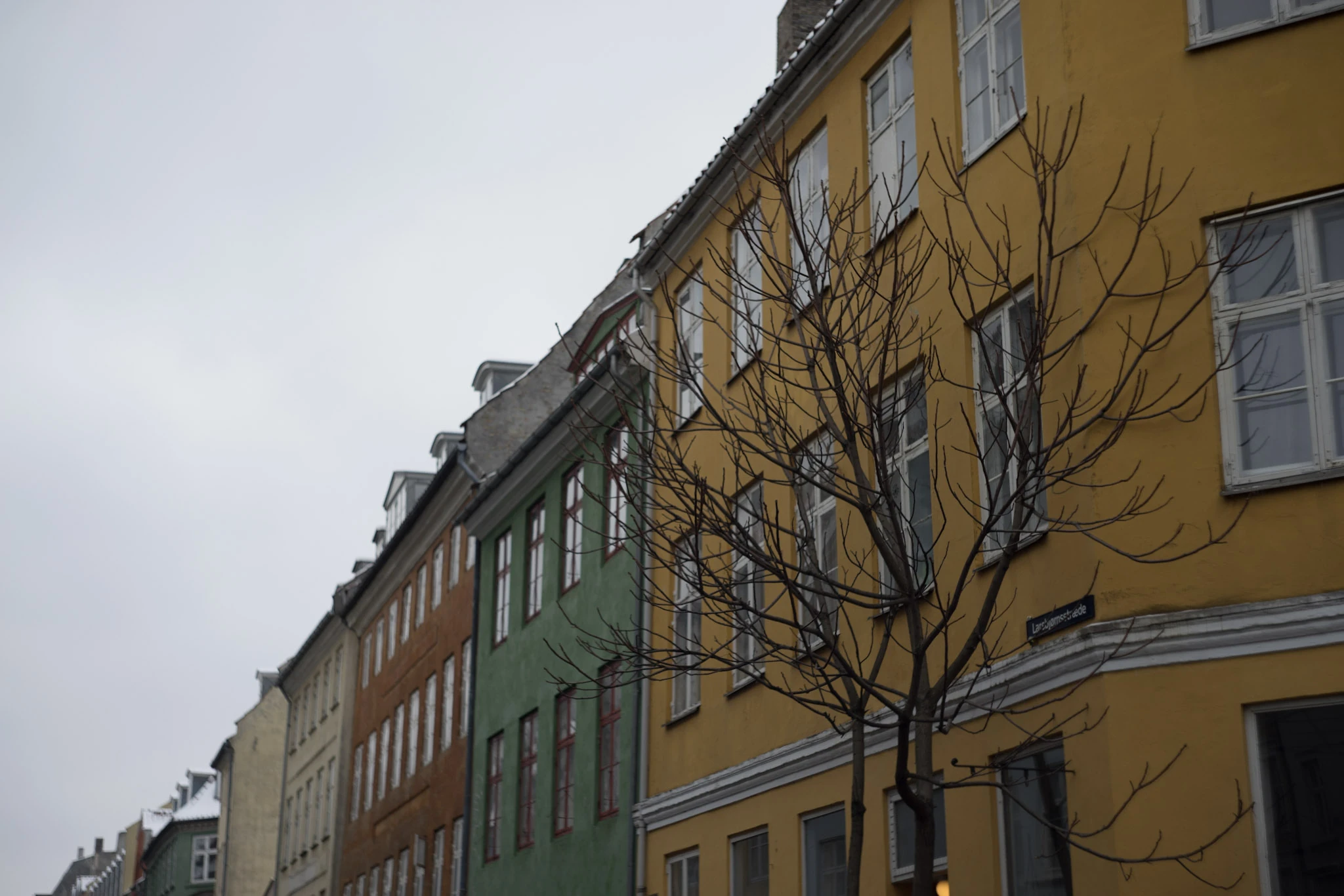 A row of yellow and grey façades with a bare tree in front.
