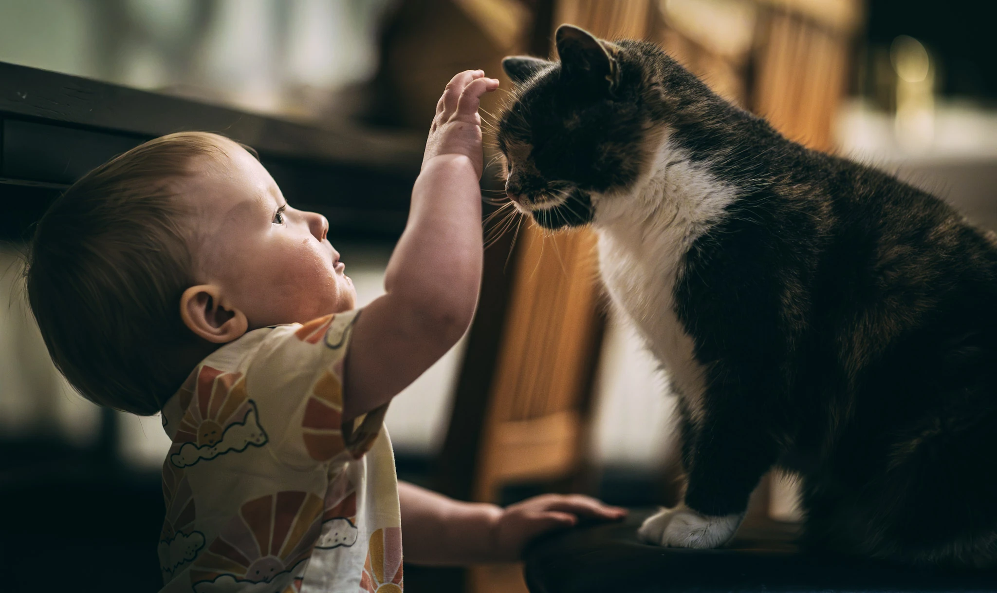 Ett barn sträcker handen mot en katt i varmt fönsterljus.
