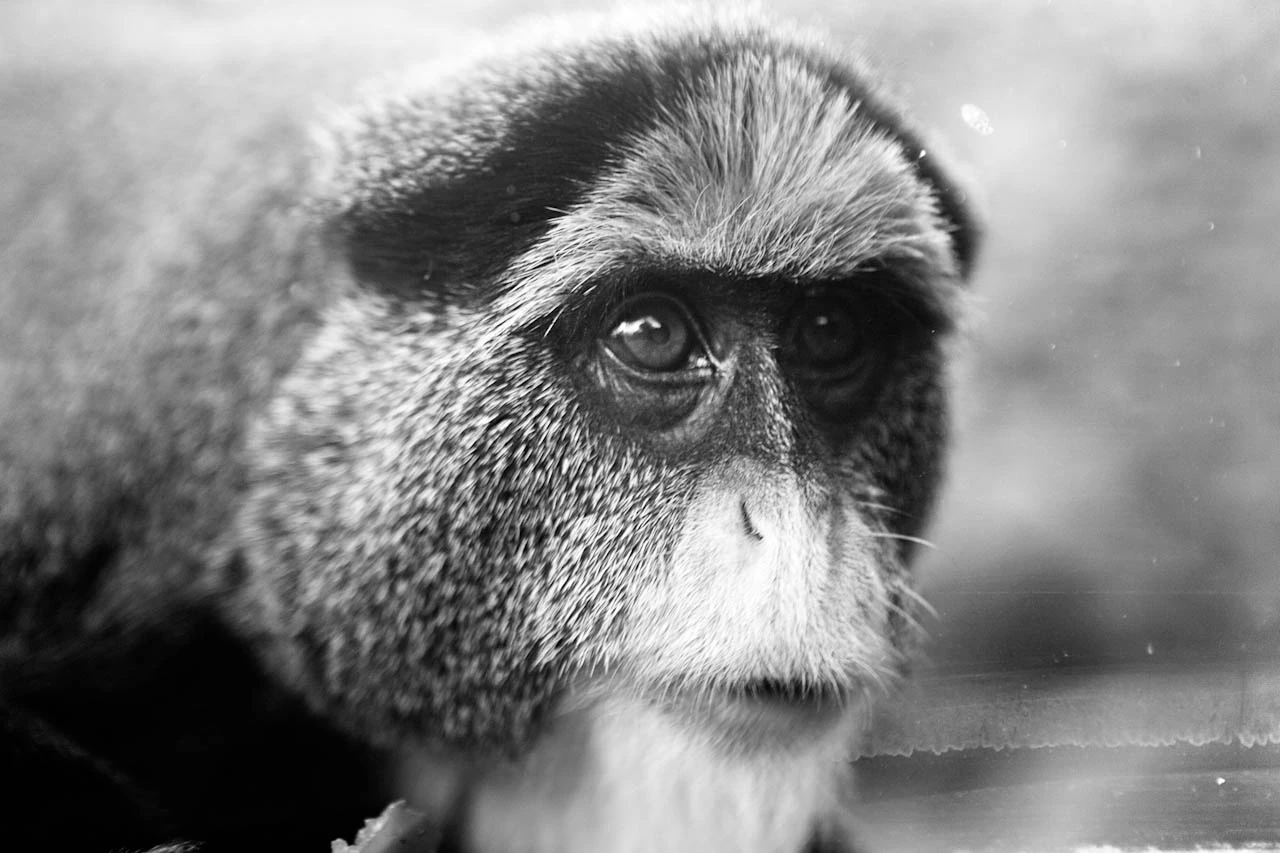 A black-and-white close-up of a monkey looking to the side.