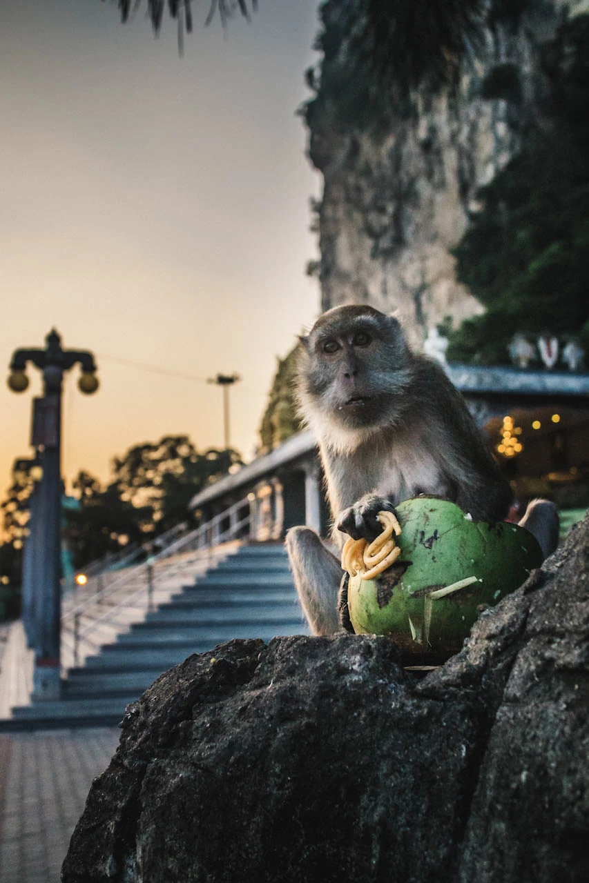 A monkey sits with a coconut on a rock beside a flight of steps.