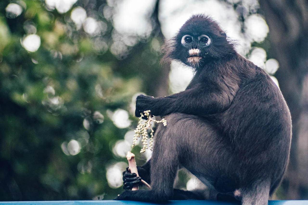 A dark monkey with pale rings around its eyes sits against green foliage.