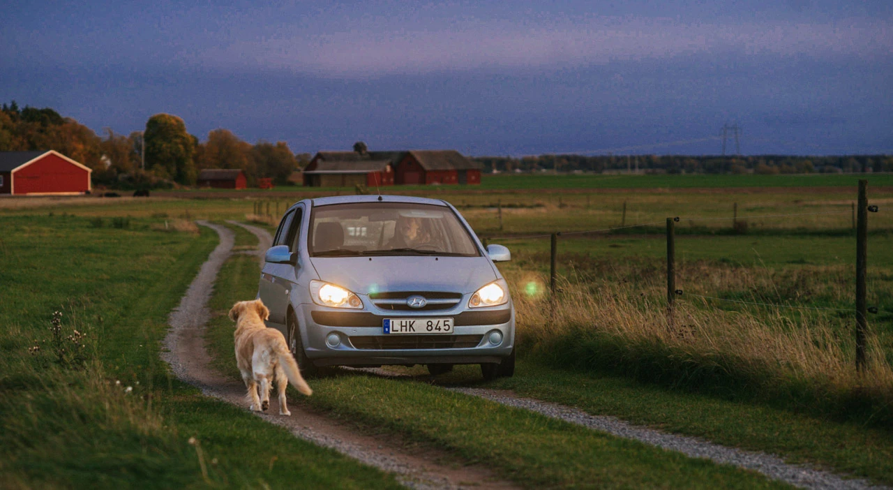 A car with its lights on and a dog on a track beneath a pink evening sky.