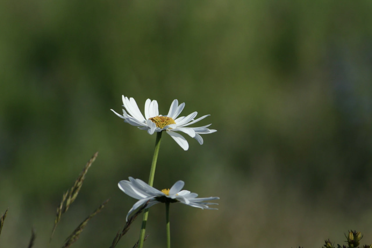 A white flower stands alone against a softly green background.