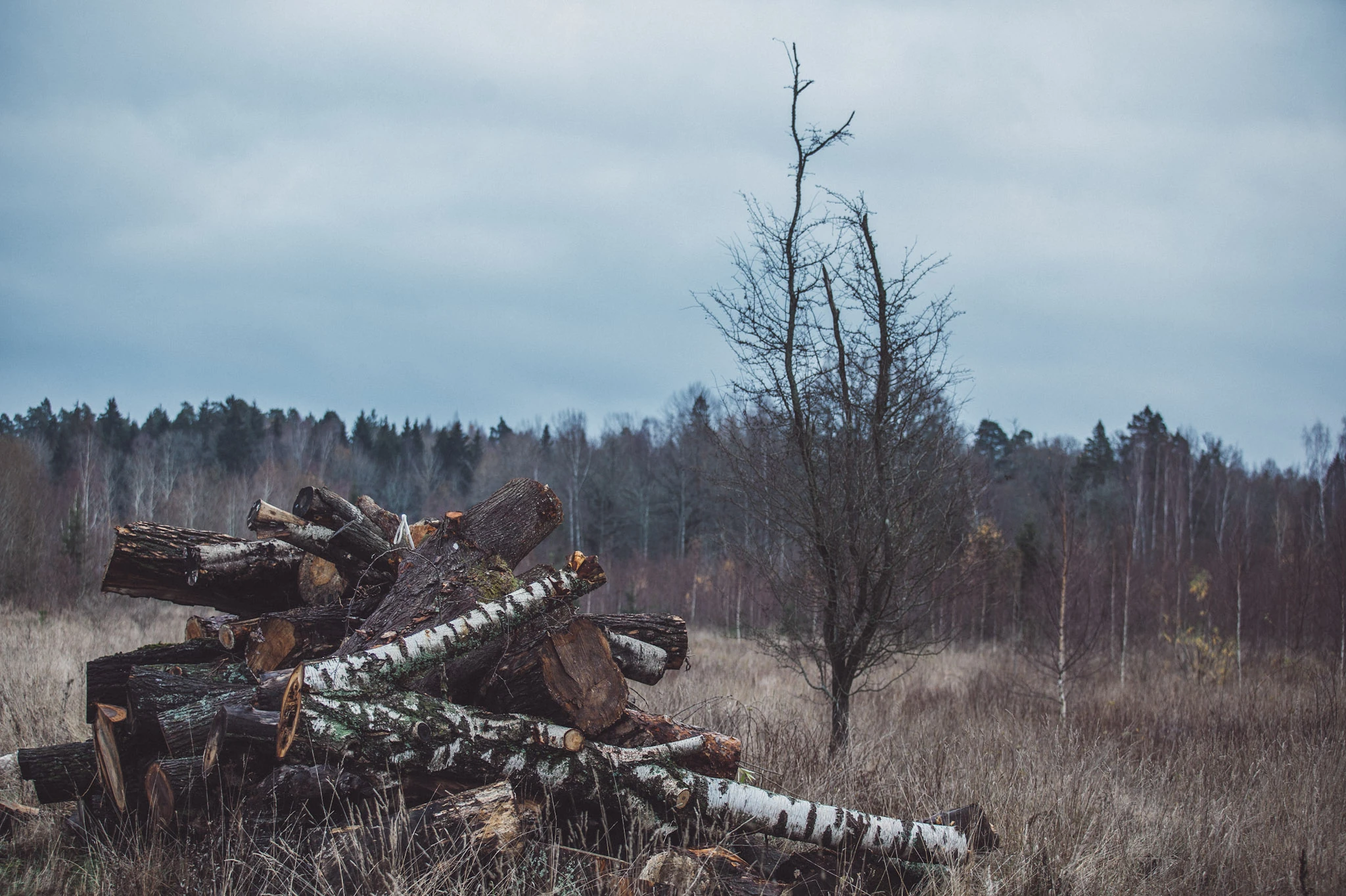Kapade björkstammar ligger i en hög framför ett ensamt kalt träd och en mörk skog.