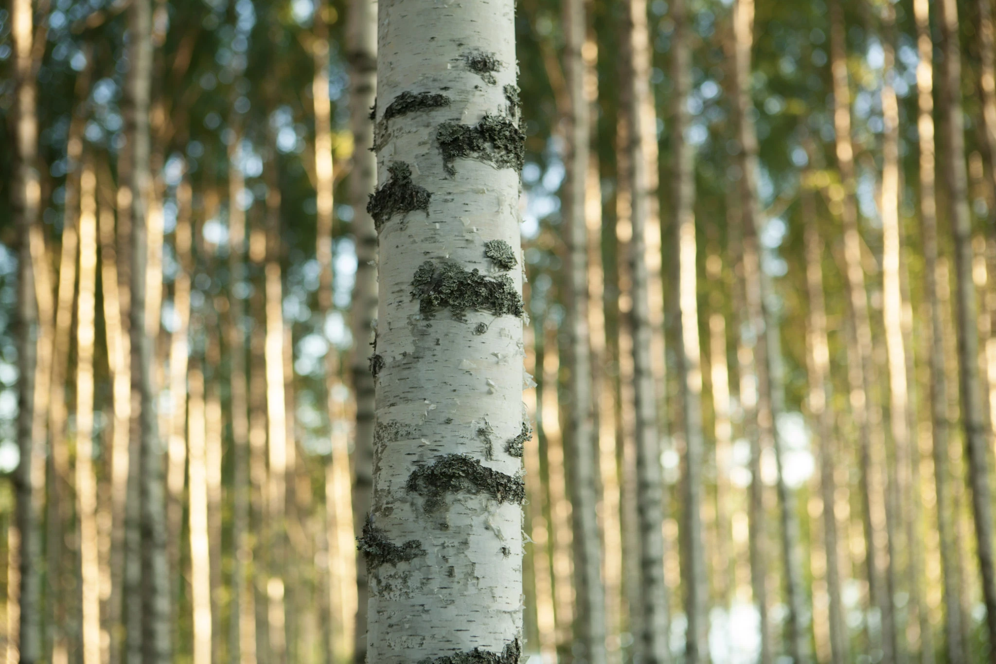 A white birch trunk marked with dark patches in front of softly focused sunlit trunks.