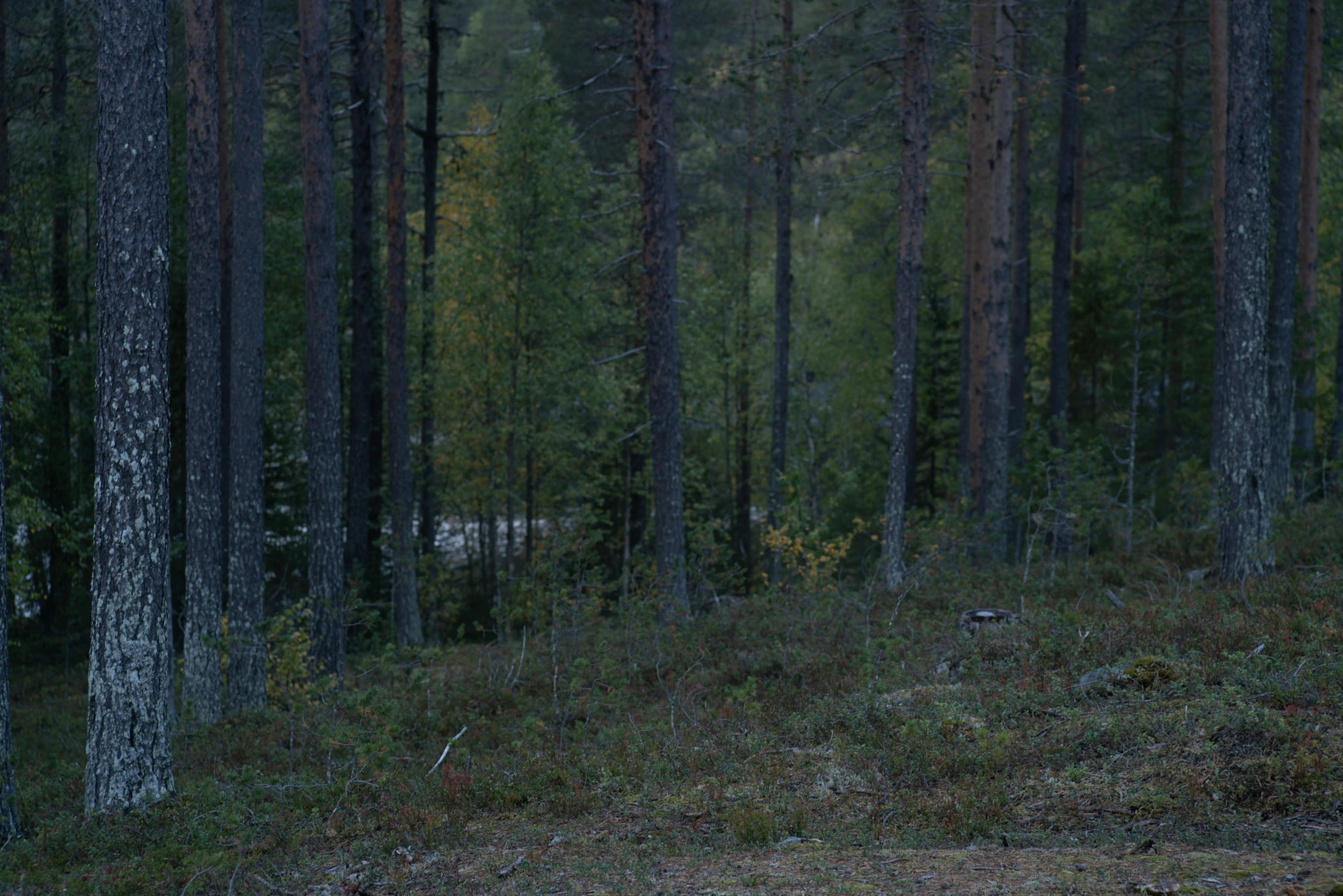 Dark straight trunks and blue-green shadows along a small woodland path.
