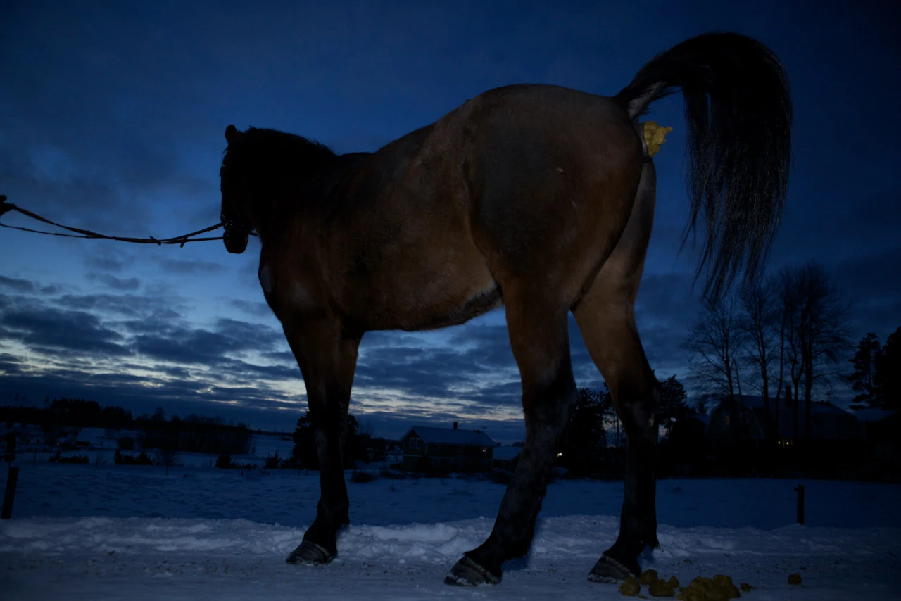 A dark horse stands in snow against a deep blue evening sky.