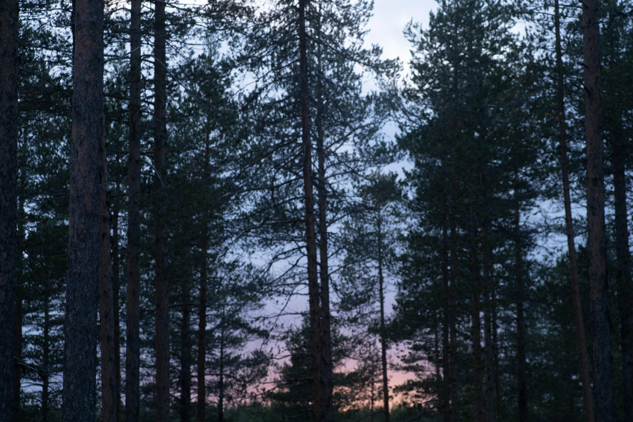 Dark tree trunks before a blue sky and a narrow pink strip of evening light.