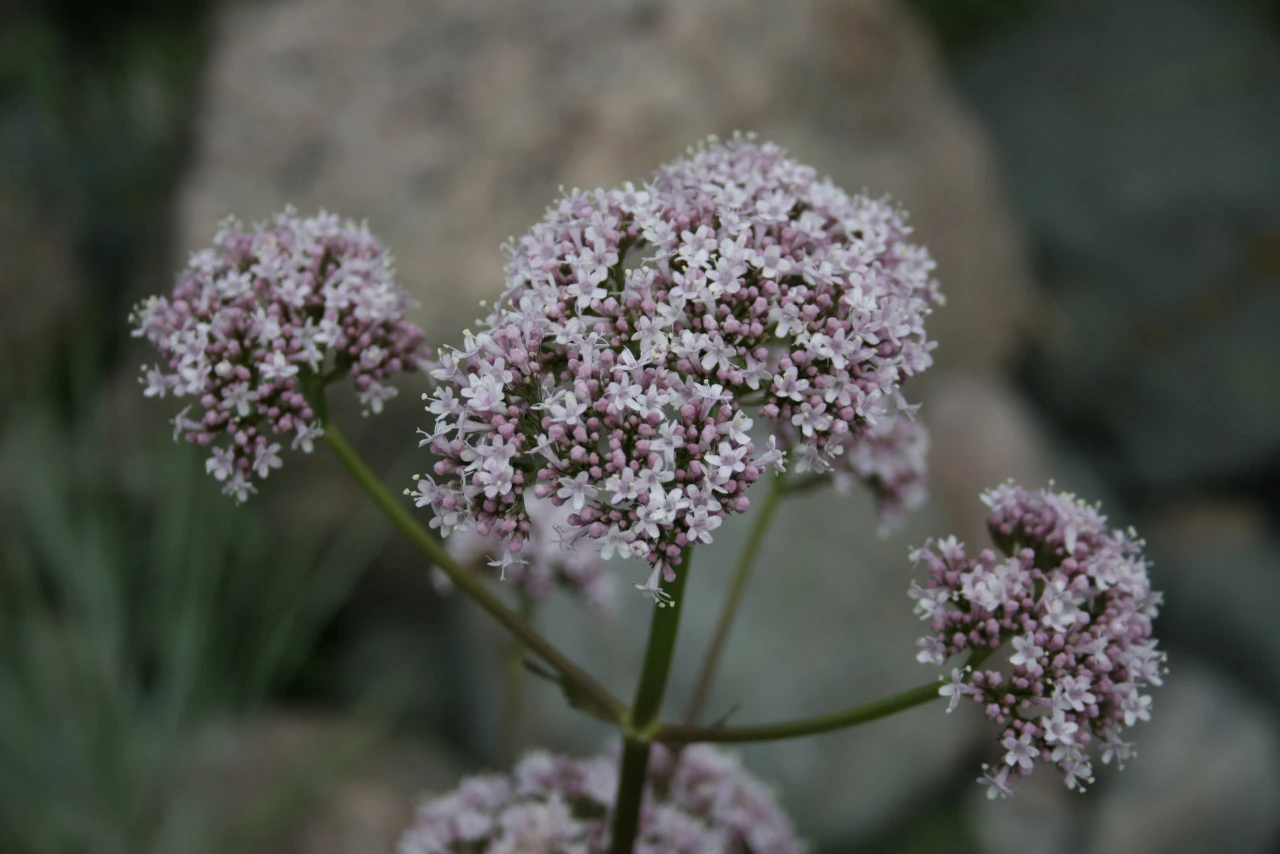 Small pale purple flowers form a rounded cluster against dark rocks.