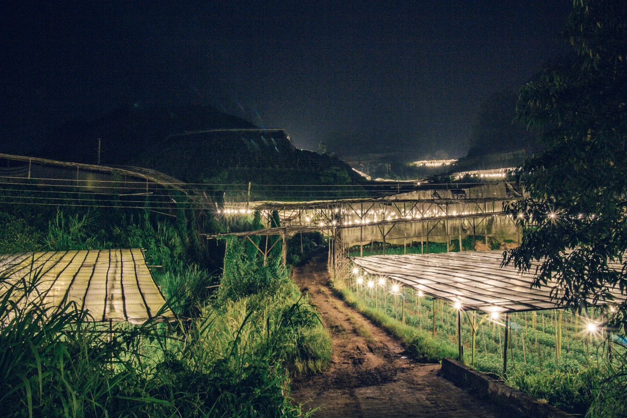 Illuminated greenhouses and growing beds spread out beneath a dark sky.