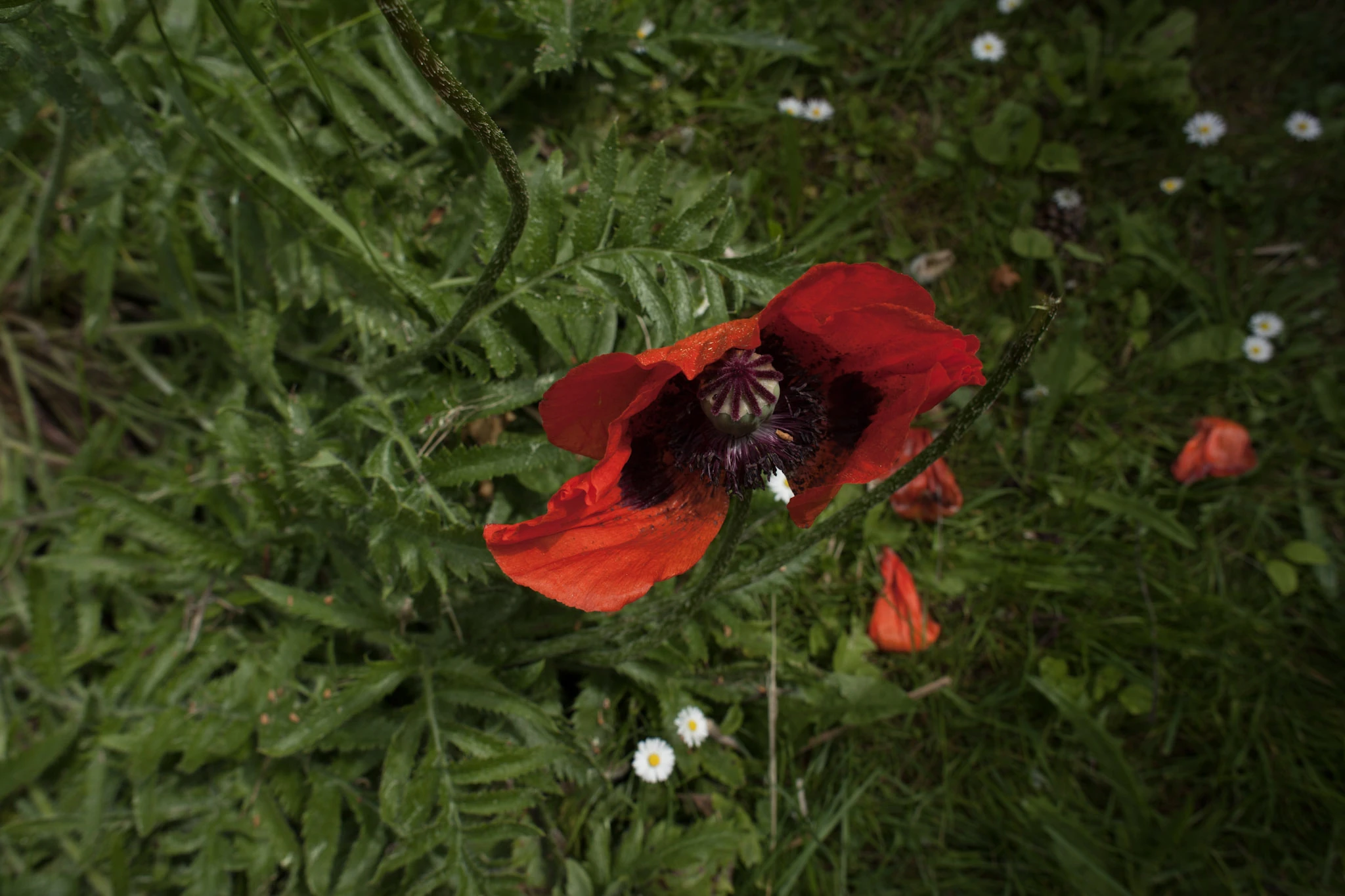 A red poppy seen from above among green plants.