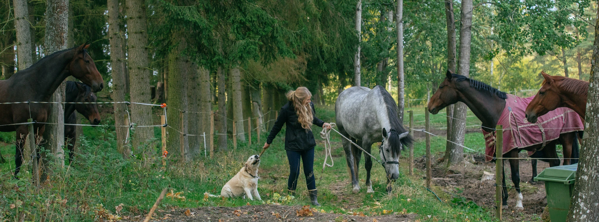 En kvinna, två hästar och en hund ses i en vid skogsbild.