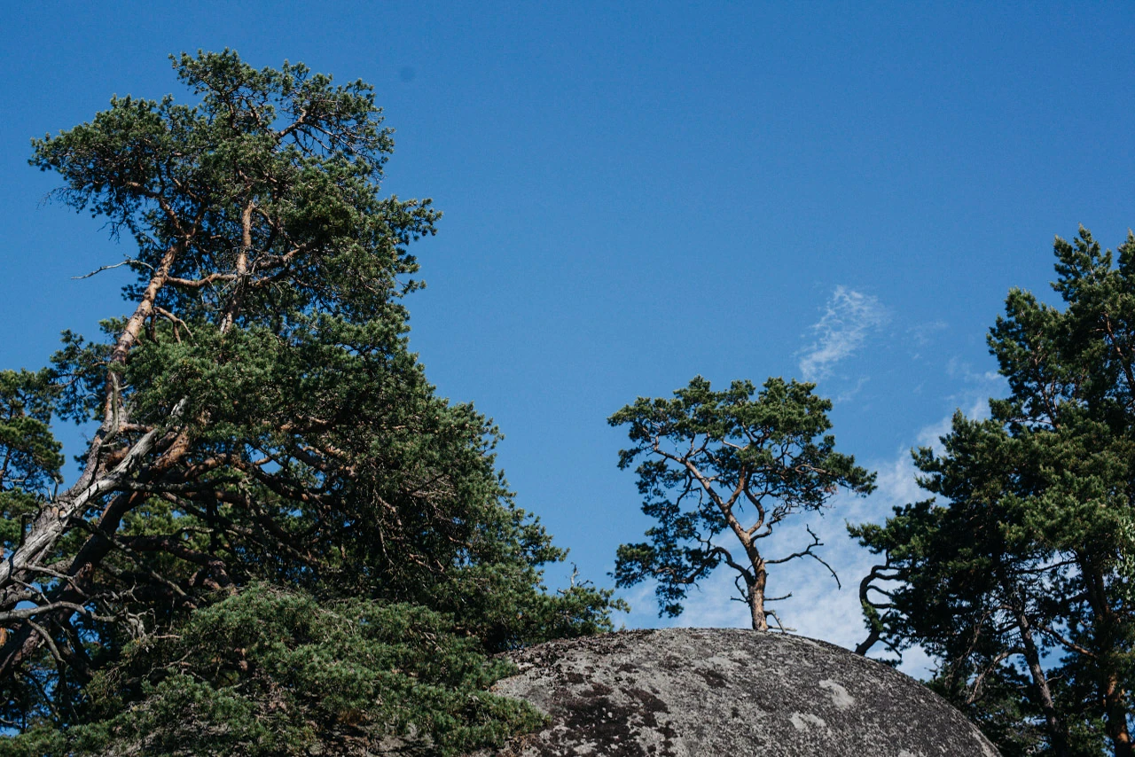 Talltoppar reser sig från en klipphäll mot klar blå himmel.