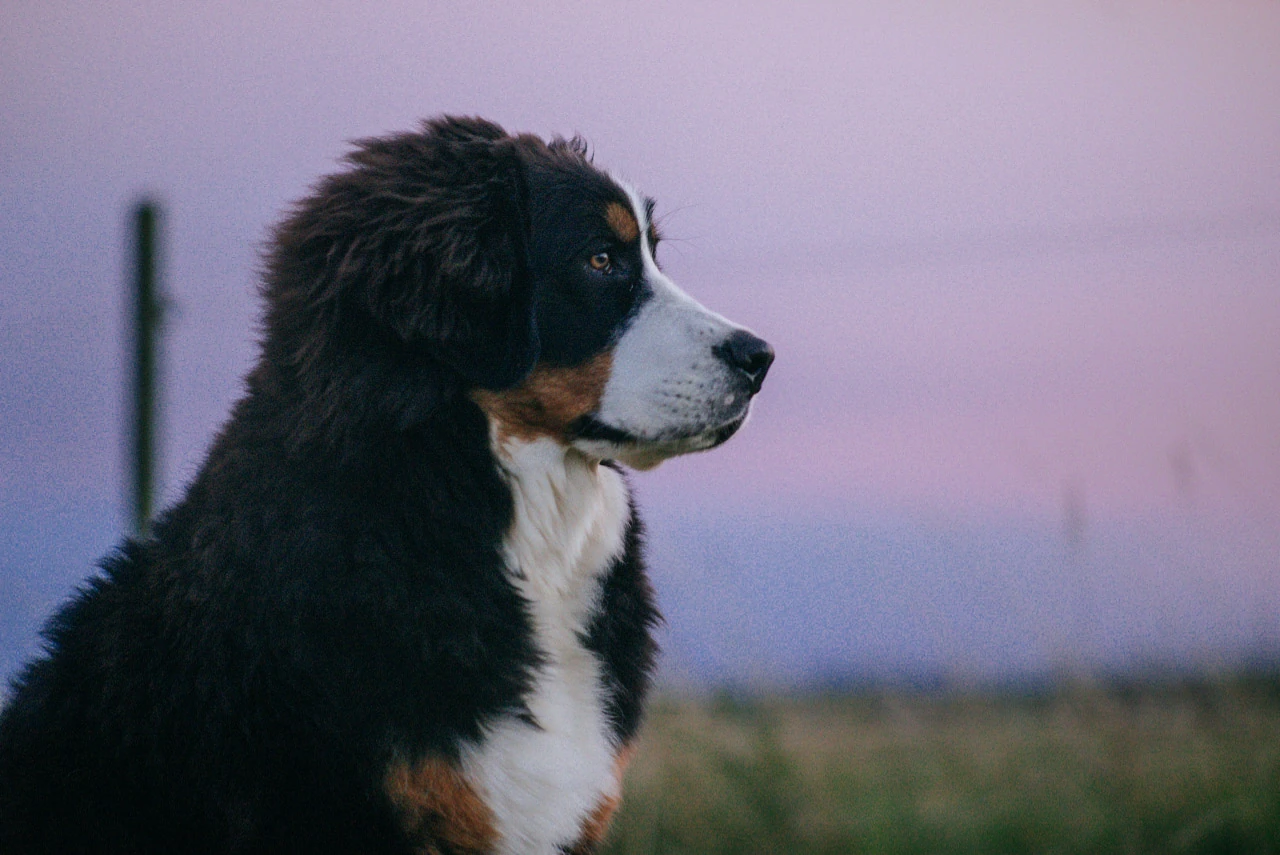 A black-and-white dog in profile against a soft pink and purple evening sky.