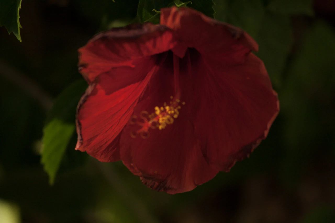 A red flower emerges from dark foliage.