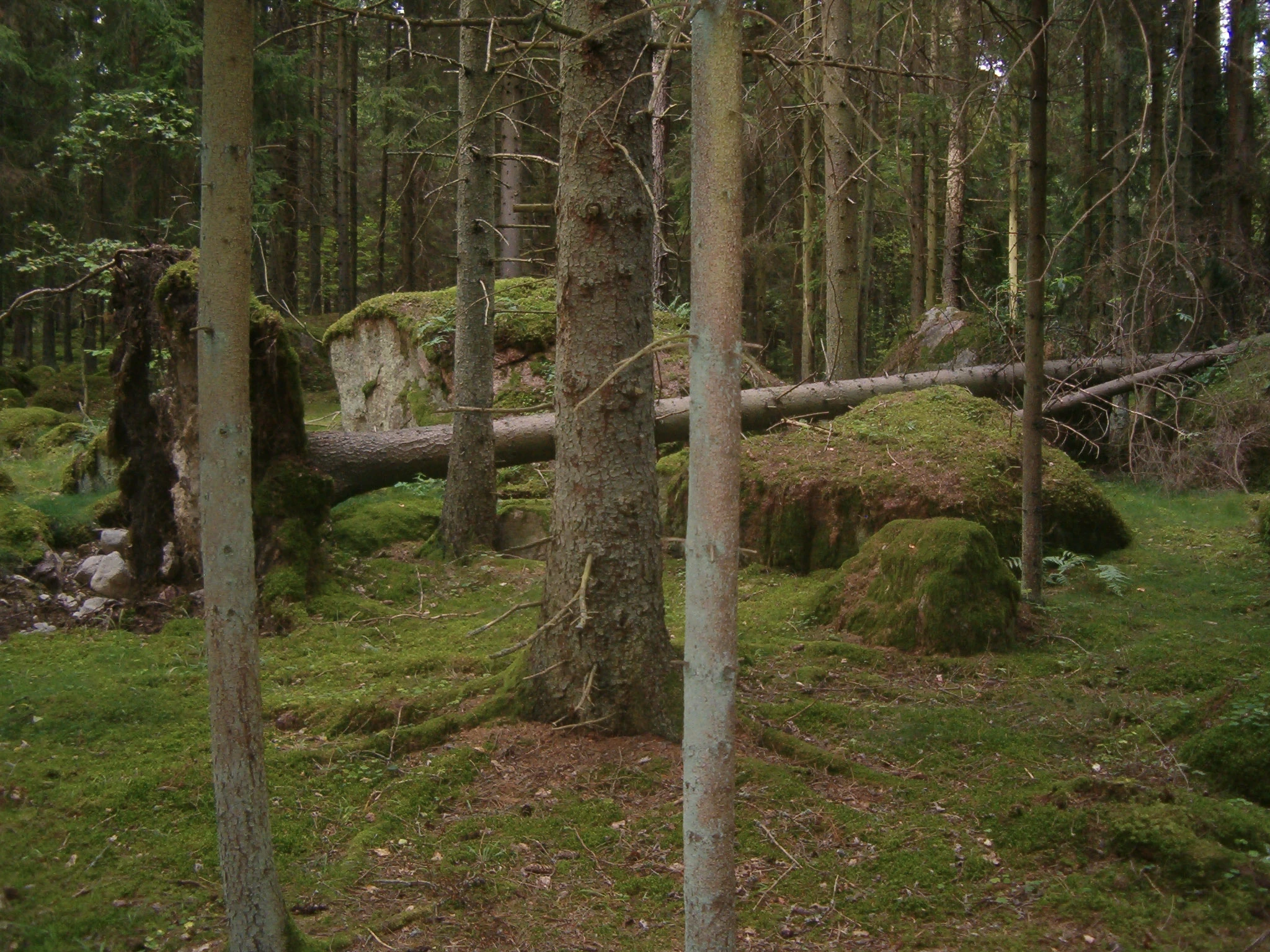 En fallen stam ligger mellan granar och mossiga stenblock.