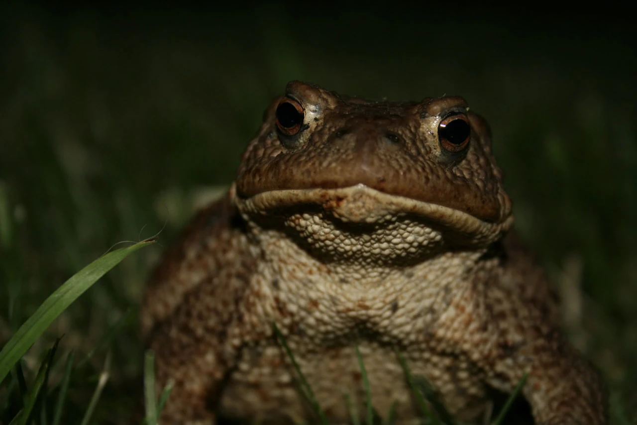 A toad is seen close up against dark grass.