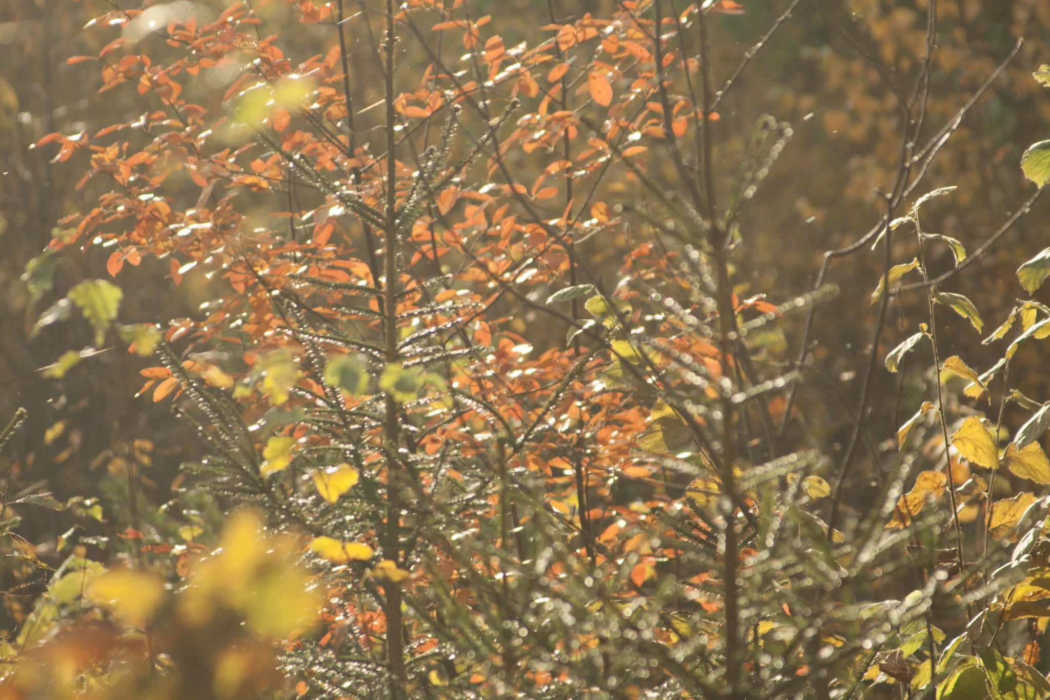 Orange leaves and thin branches catch warm backlight in the forest.