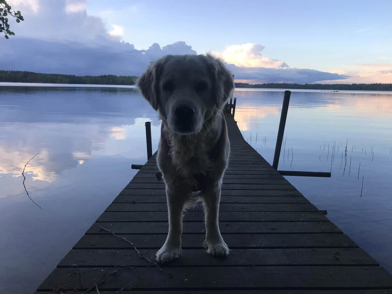 A dog stands on a wooden jetty before a still lake and a blue-pink evening sky.